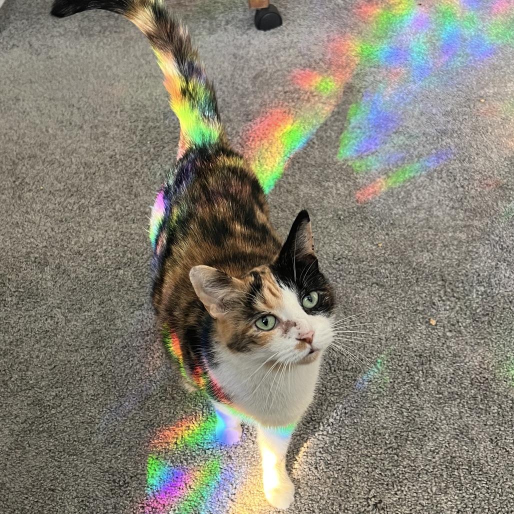 Omelette — thumbnail 4