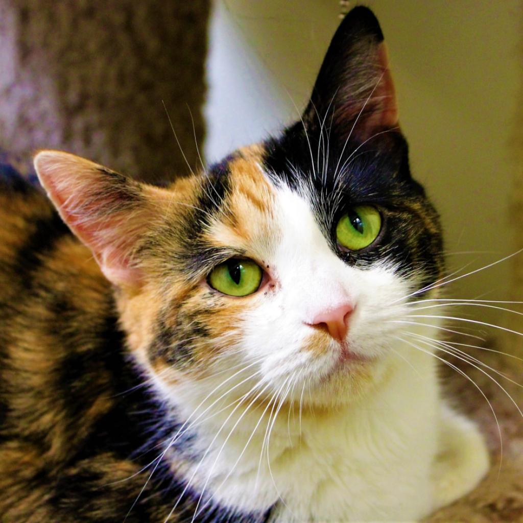 Enlarge Omelette, a Adoptable Domestic Short Hair in Fairfax Station, VA image 6/6