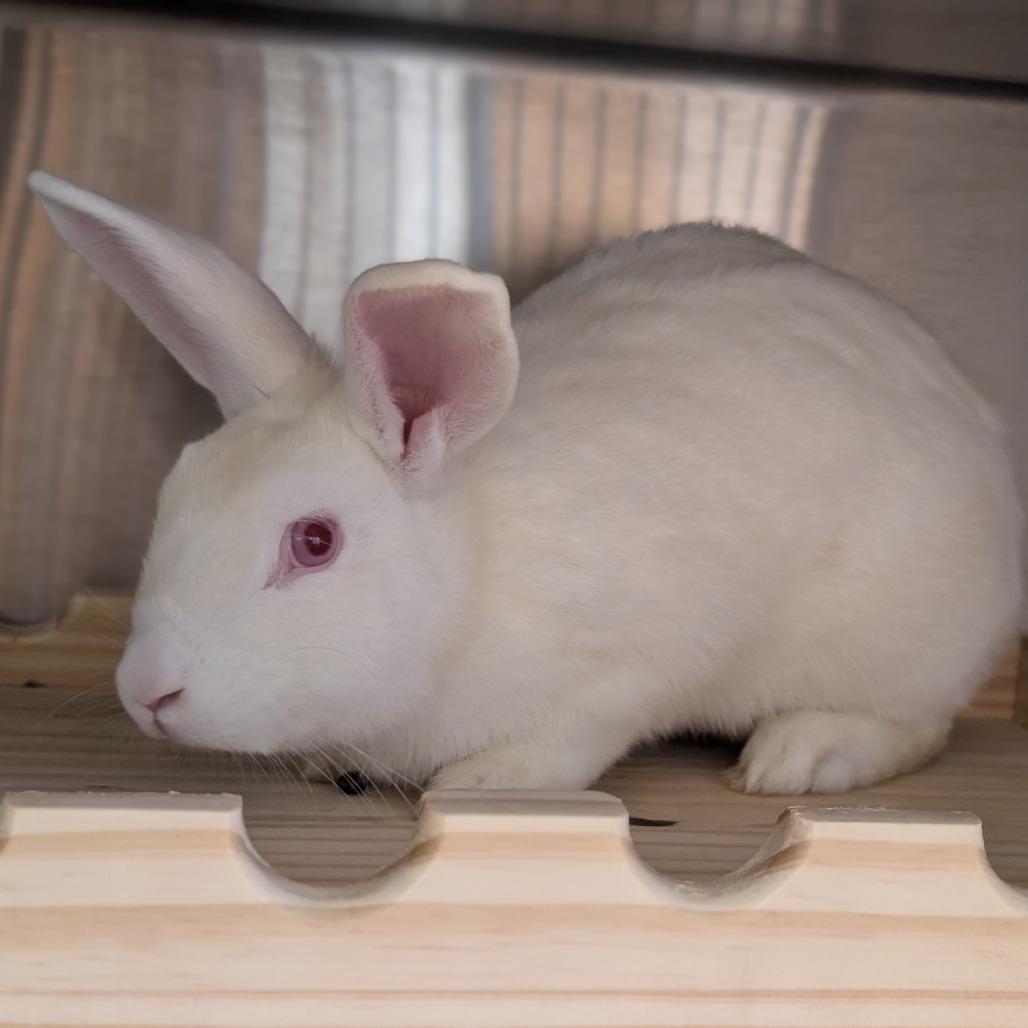 Enlarge Peter, a Adoptable New Zealand in Pittsburgh, PA image 2/6