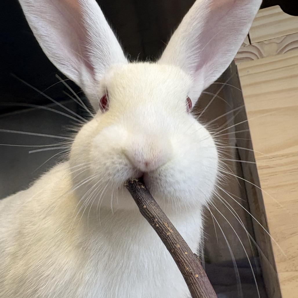 Enlarge Peter, a Adoptable New Zealand in Pittsburgh, PA image 3/6