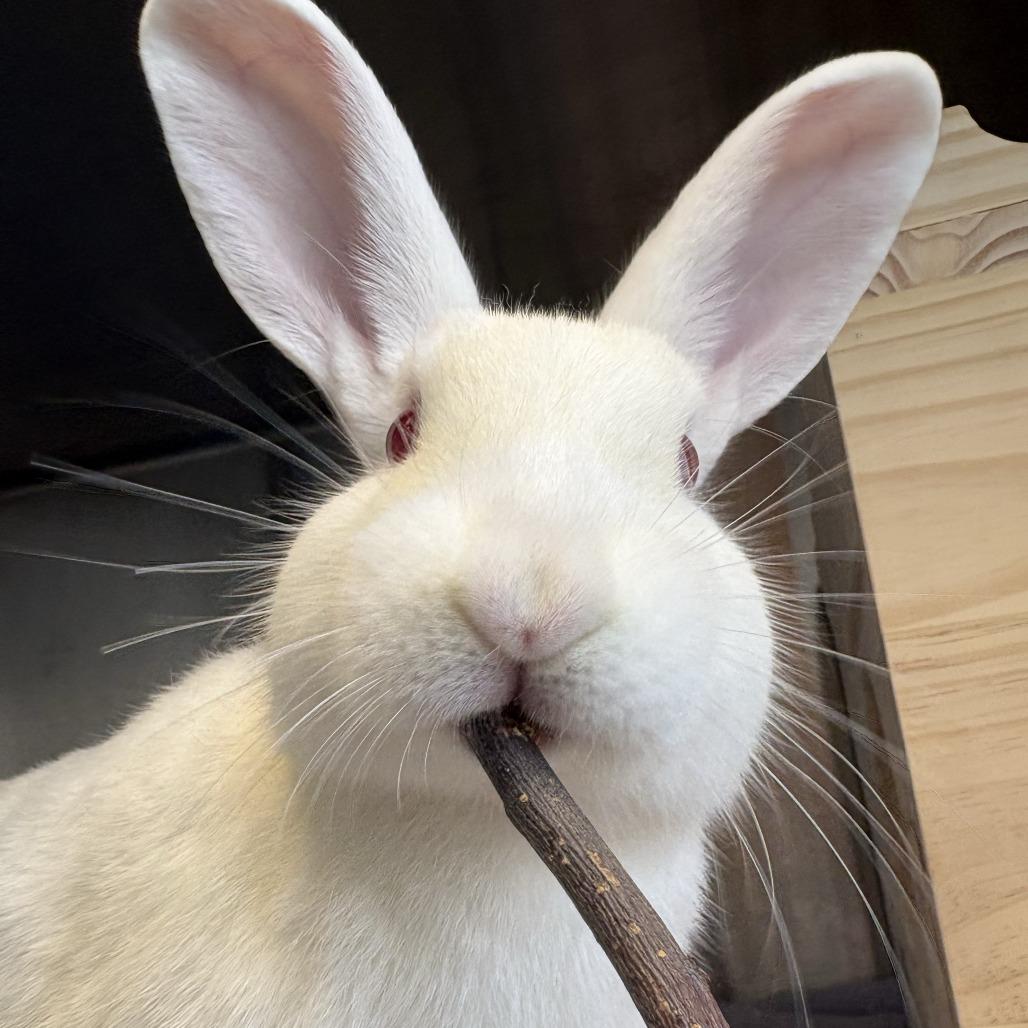 Enlarge Peter, a Adoptable New Zealand in Pittsburgh, PA image 4/6