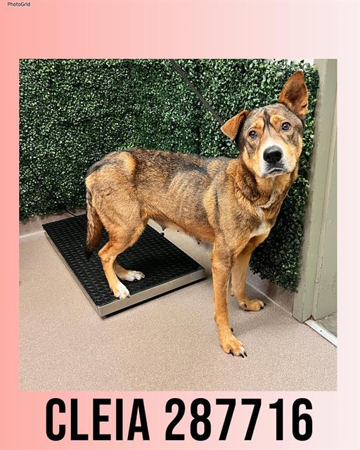 Enlarge CLEIA, a Adoptable Mixed Breed in Macon, GA image 1/1