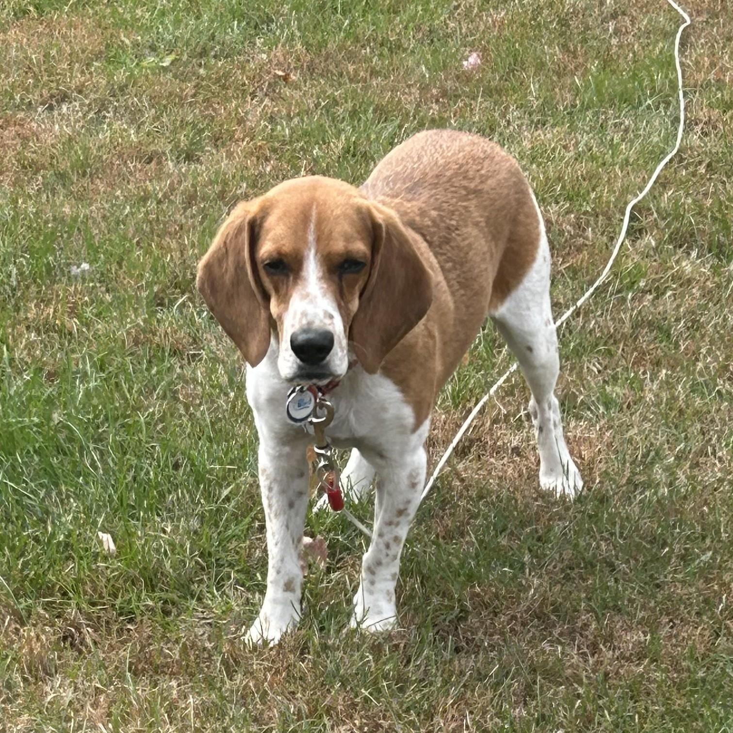 Enlarge Biscuit, a ADOPTABLE Beagle in Stoughton, MA image 6/6