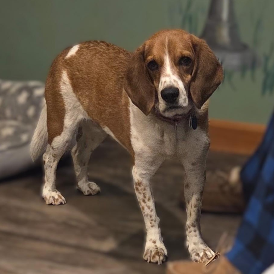 Enlarge Biscuit, a ADOPTABLE Beagle in Stoughton, MA image 1/6