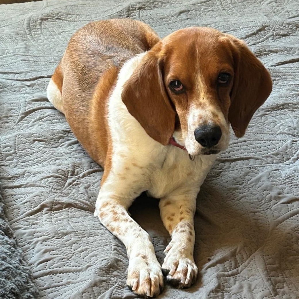 Biscuit, ADOPTABLE, Adult Male Beagle.