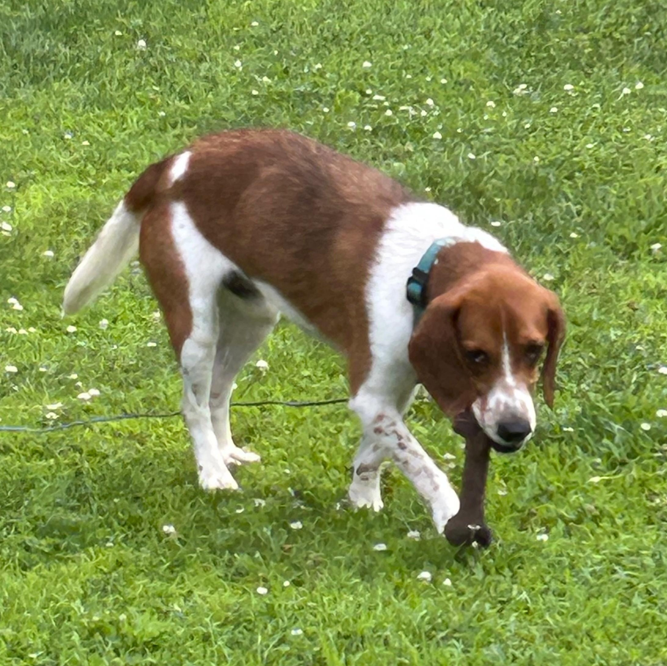 Enlarge Biscuit, a ADOPTABLE Beagle in Stoughton, MA image 5/6
