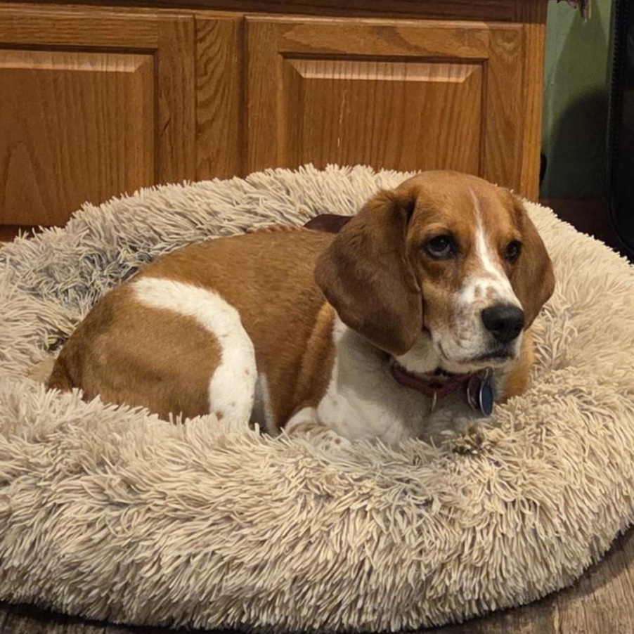 Biscuit, ADOPTABLE, Adult Male Beagle.
