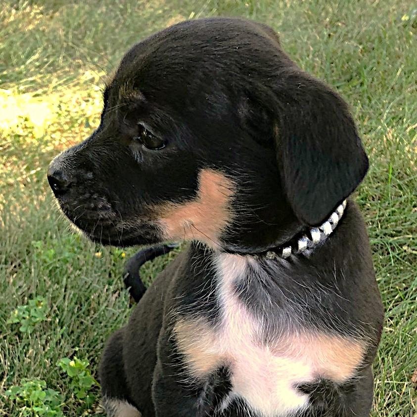 Lucy