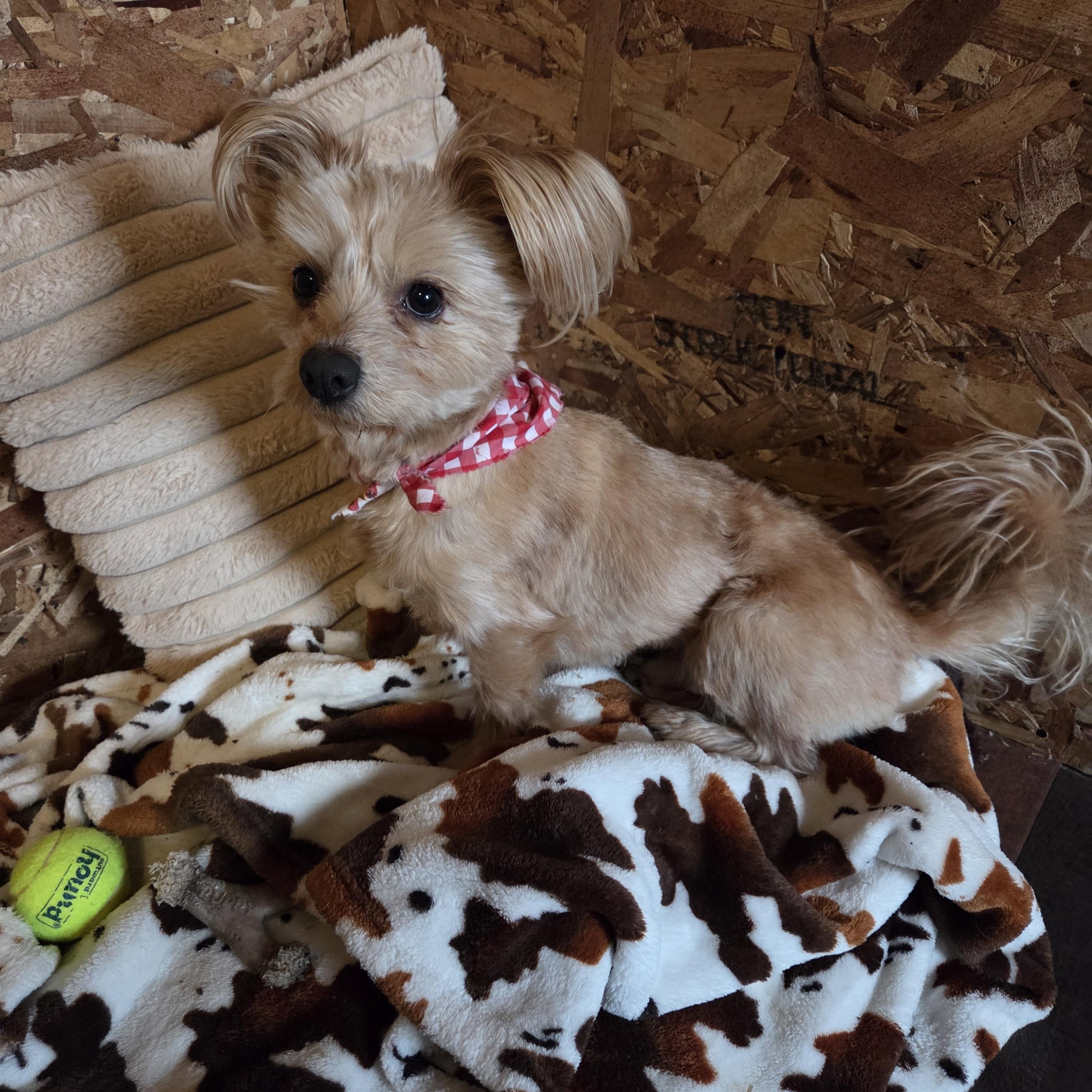 Cheerio, an adopted mixed breed in Muncie, IN image 5/6