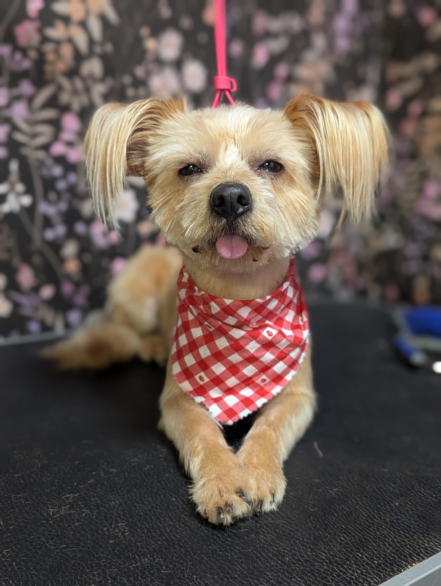 Cheerio, an adopted mixed breed in Muncie, IN image 1/6