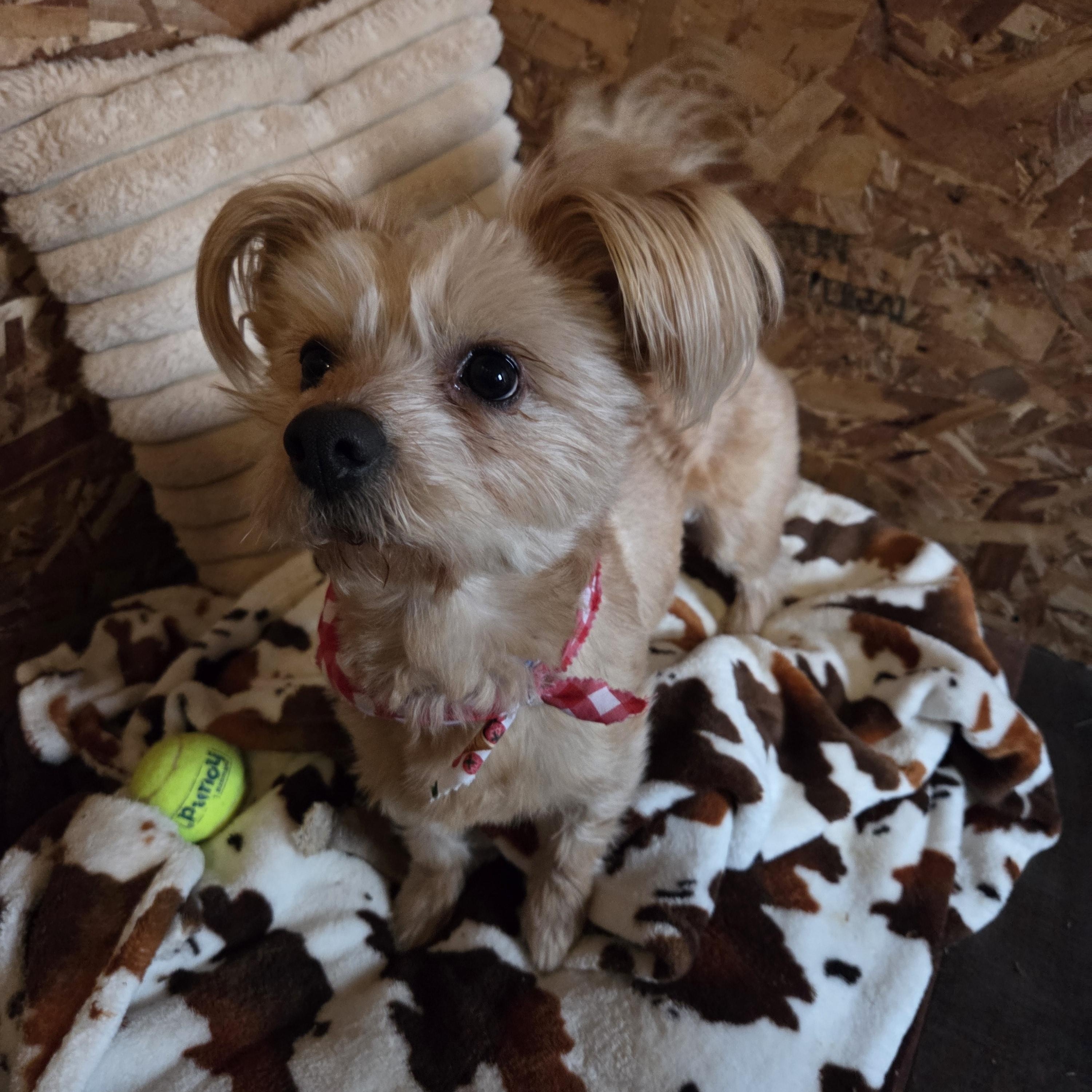 Cheerio, an adopted mixed breed in Muncie, IN image 6/6