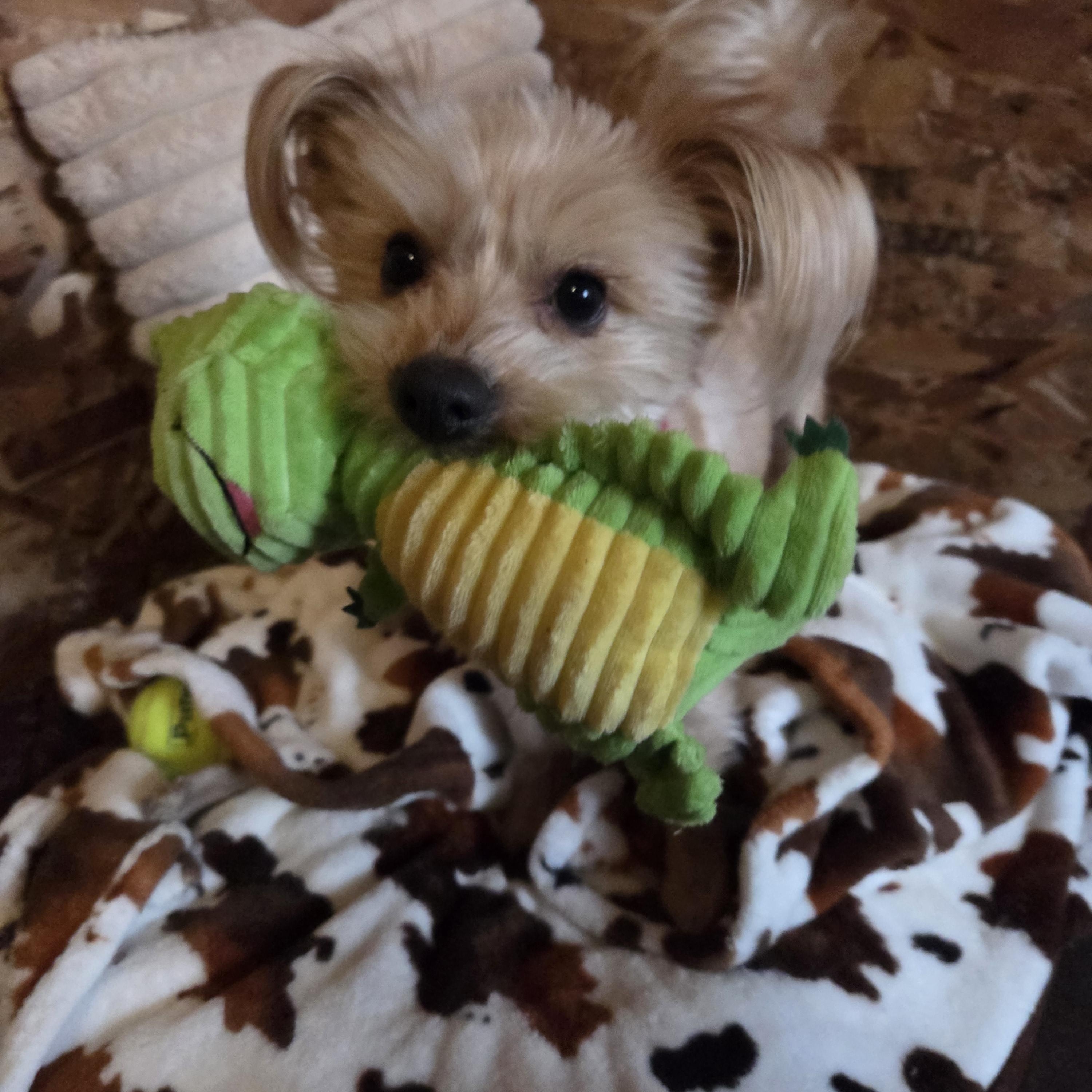 Cheerio, an adopted mixed breed in Muncie, IN image 4/6