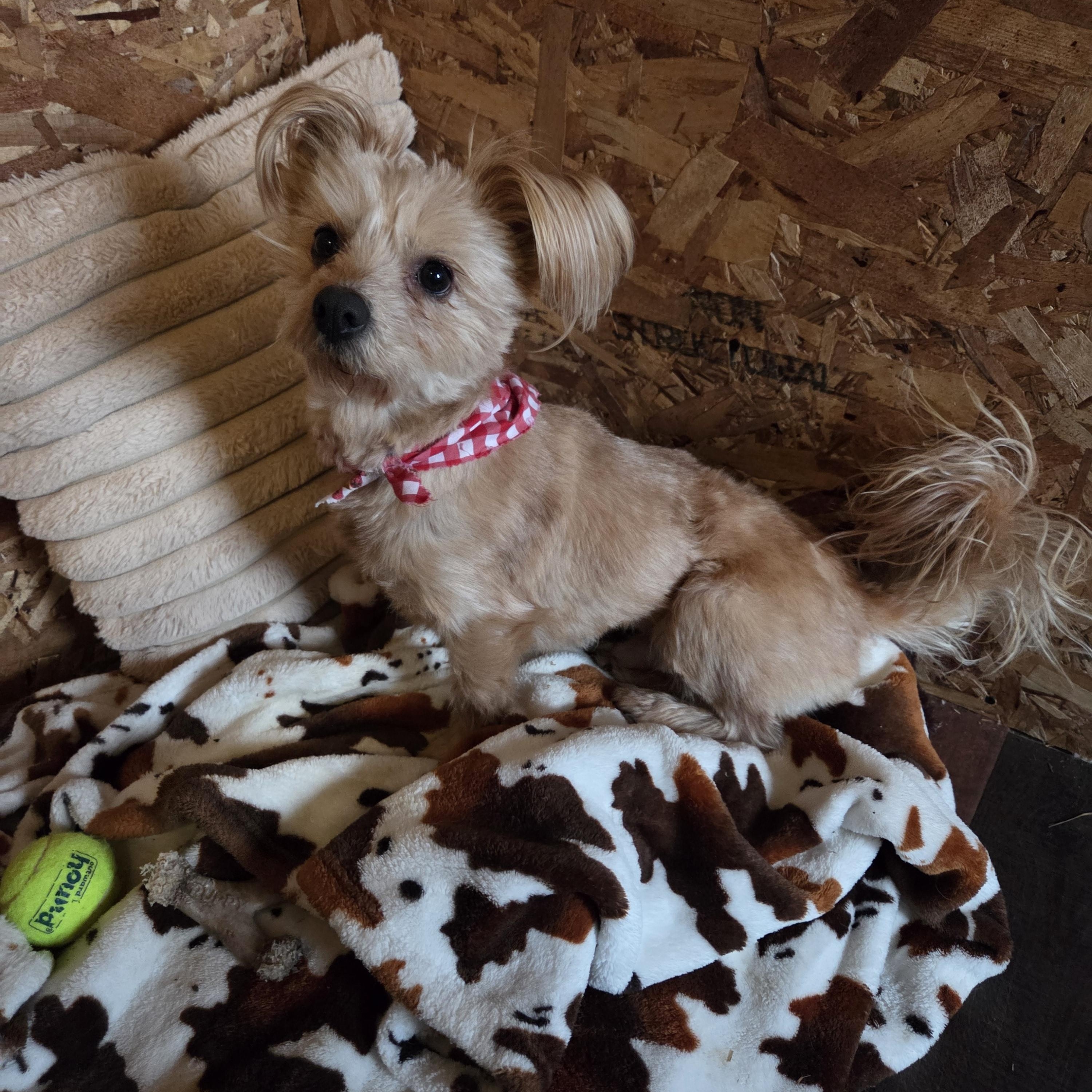 Cheerio, an adopted mixed breed in Muncie, IN image 3/6