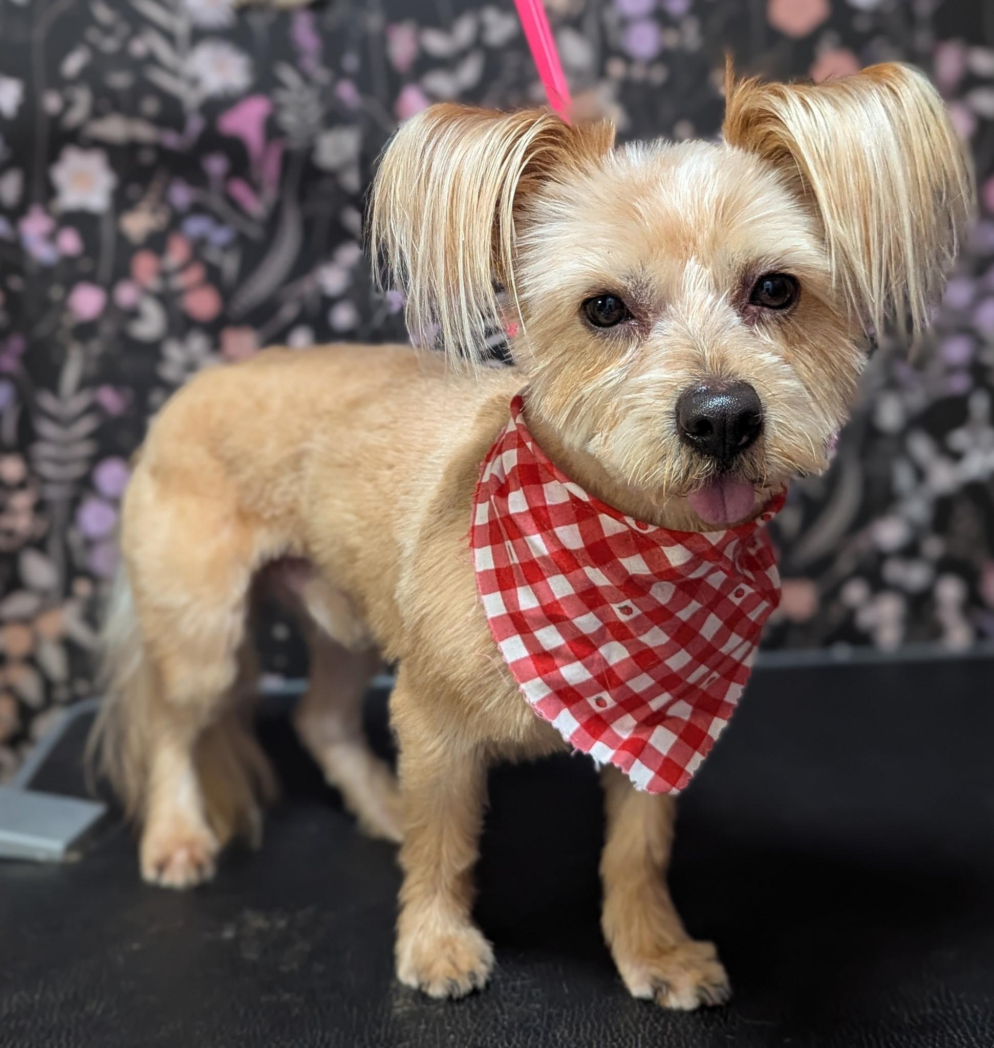 Cheerio, an adopted mixed breed in Muncie, IN image 2/6