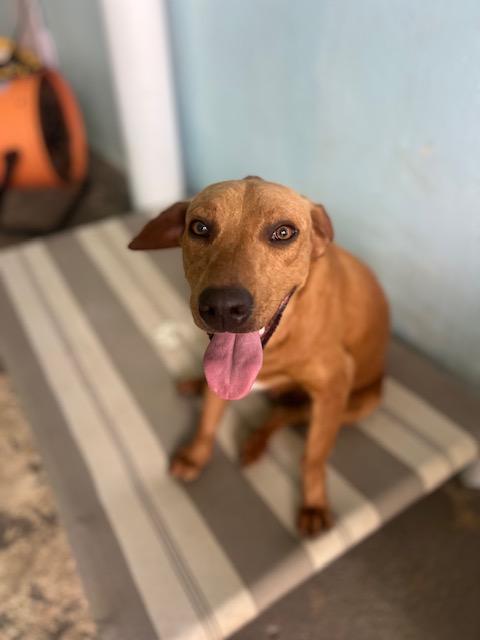 Enlarge Coco, a ADOPTABLE Mixed Breed in Milwaukie, OR image 1/6