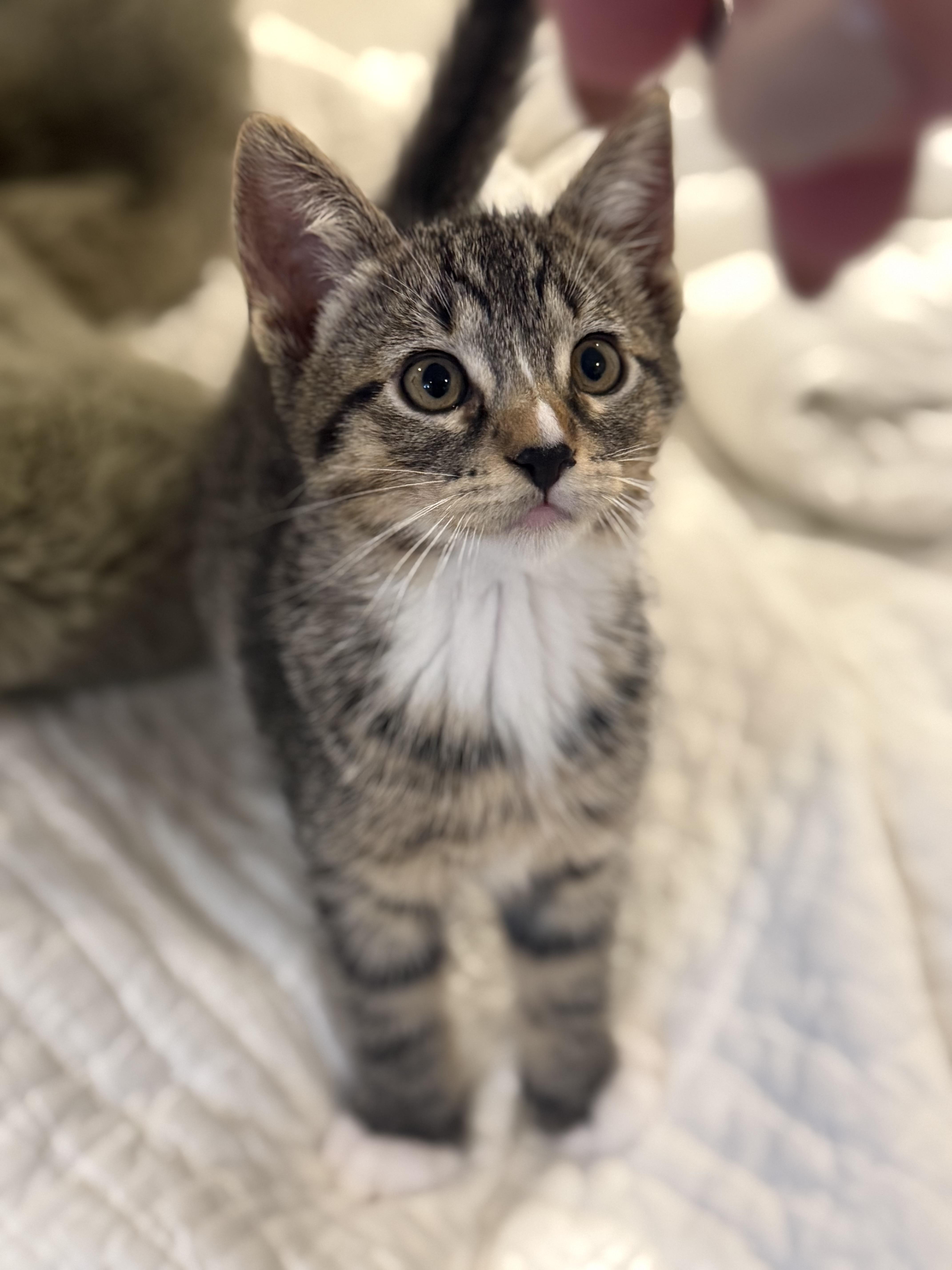 Enlarge Pinery Paws kittens!, an adoptable mixed breed in Houston, TX image 3/6