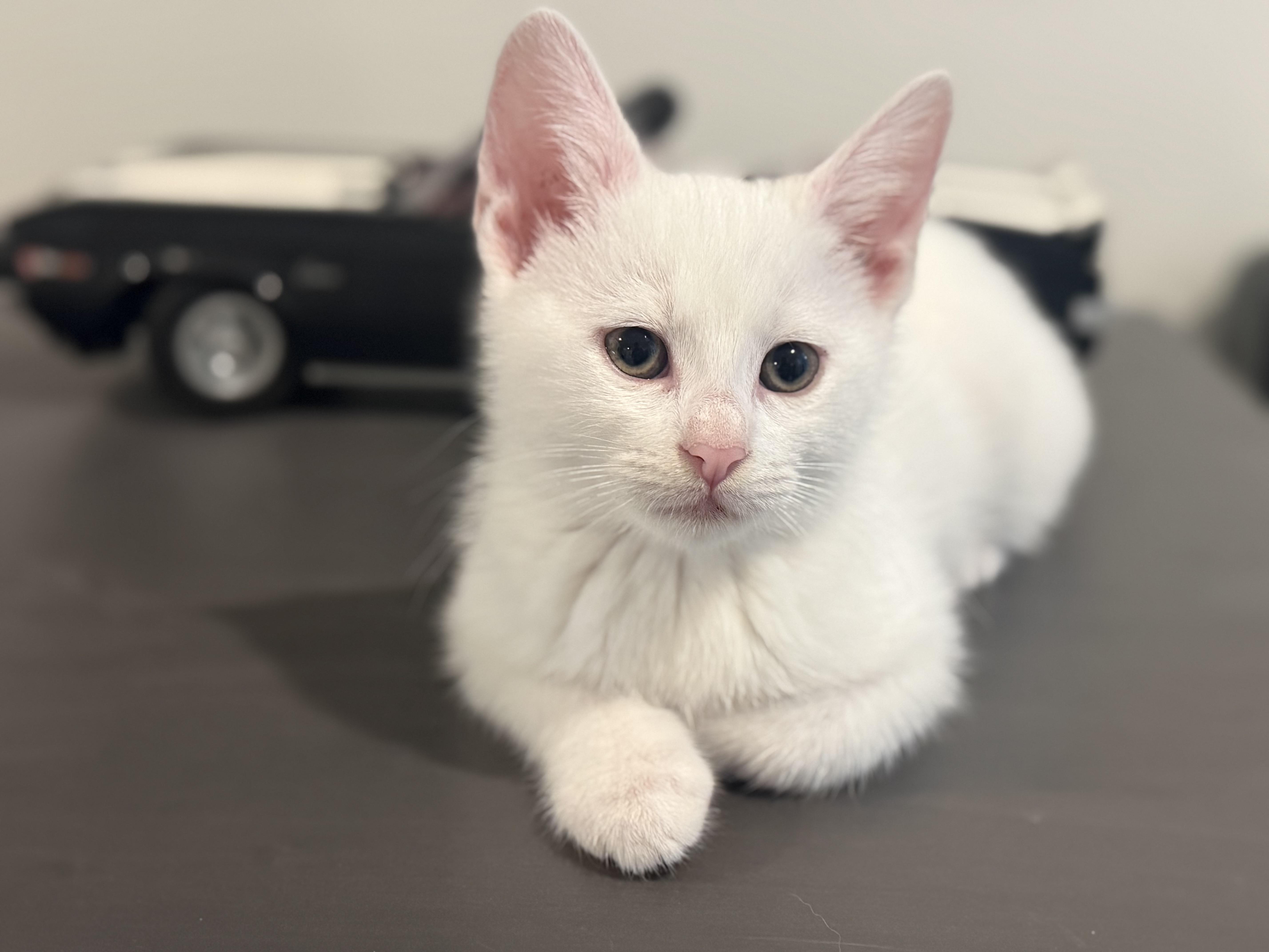 Enlarge Pinery Paws kittens!, an adoptable mixed breed in Houston, TX image 1/6