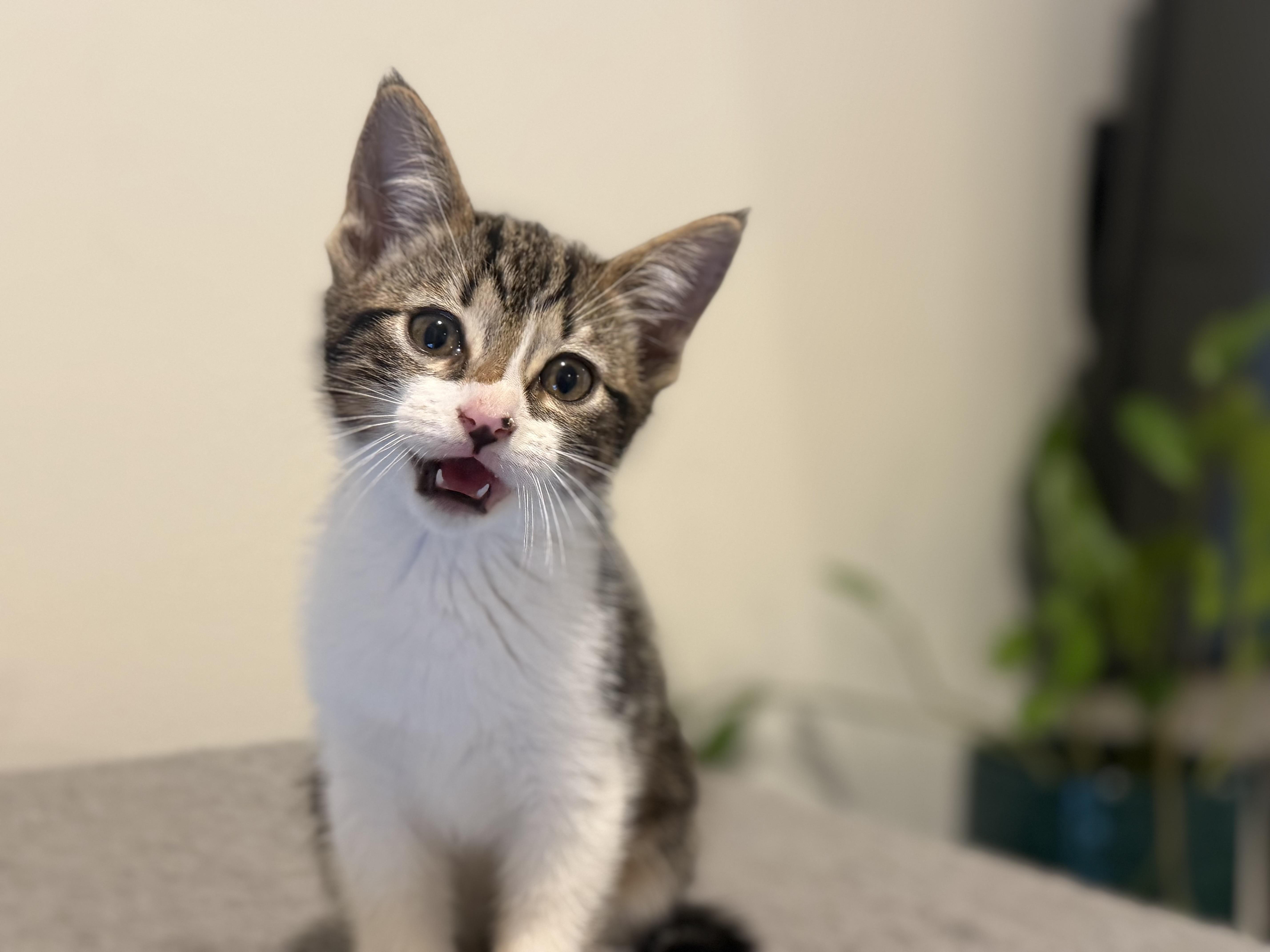 Enlarge Pinery Paws kittens!, an adoptable mixed breed in Houston, TX image 4/6