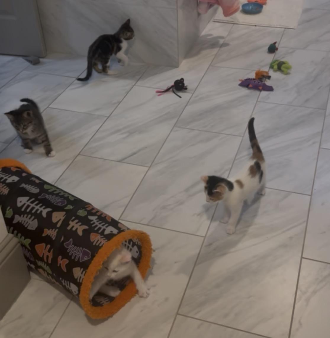 Enlarge Pinery Paws kittens!, an adoptable mixed breed in Houston, TX image 5/6