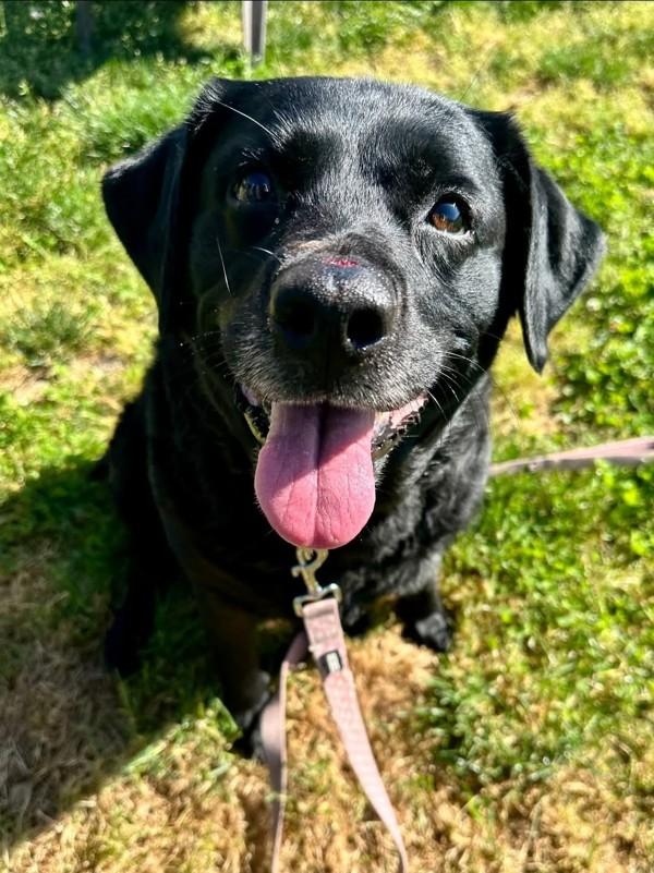 Britta, Adoptable, Adult Female Labrador Retriever.
