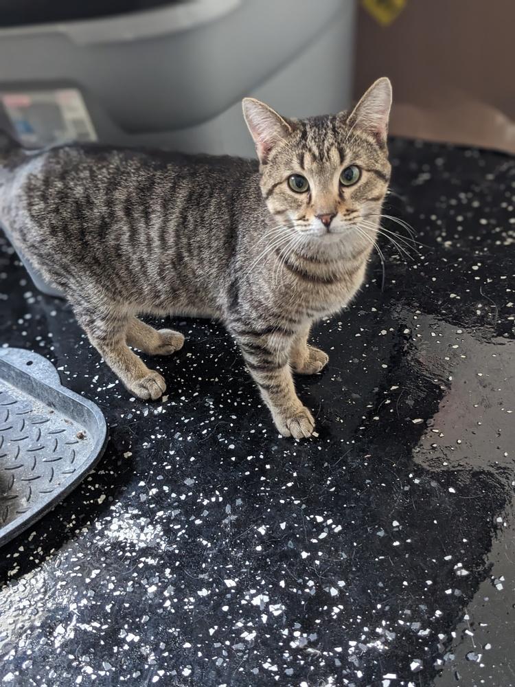 Tiger, Adoptable, Adult Male Domestic Short Hair.