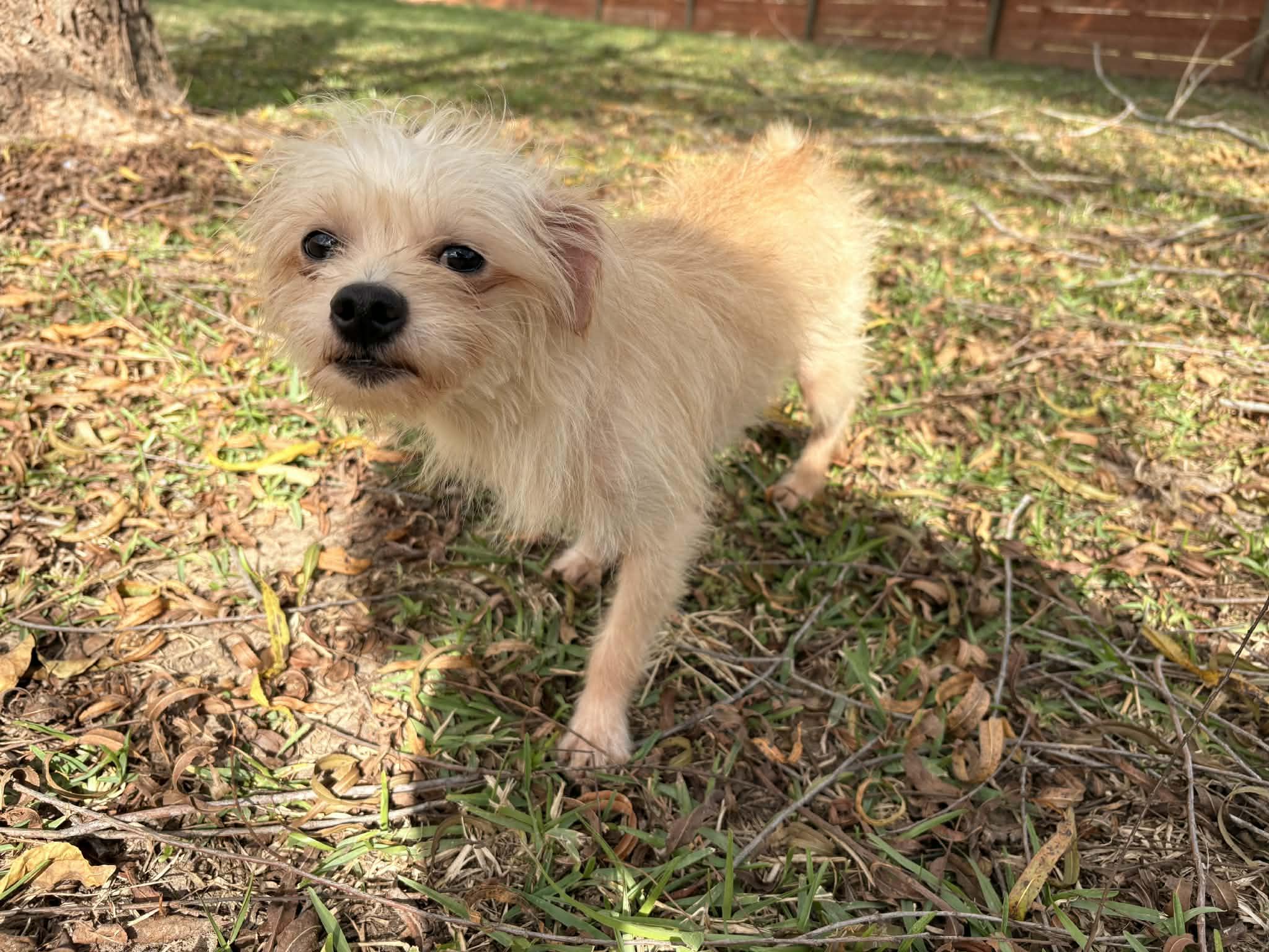 Enlarge Sweet Sam, a Adoptable mixed breed in shepherd, TX image 2/6