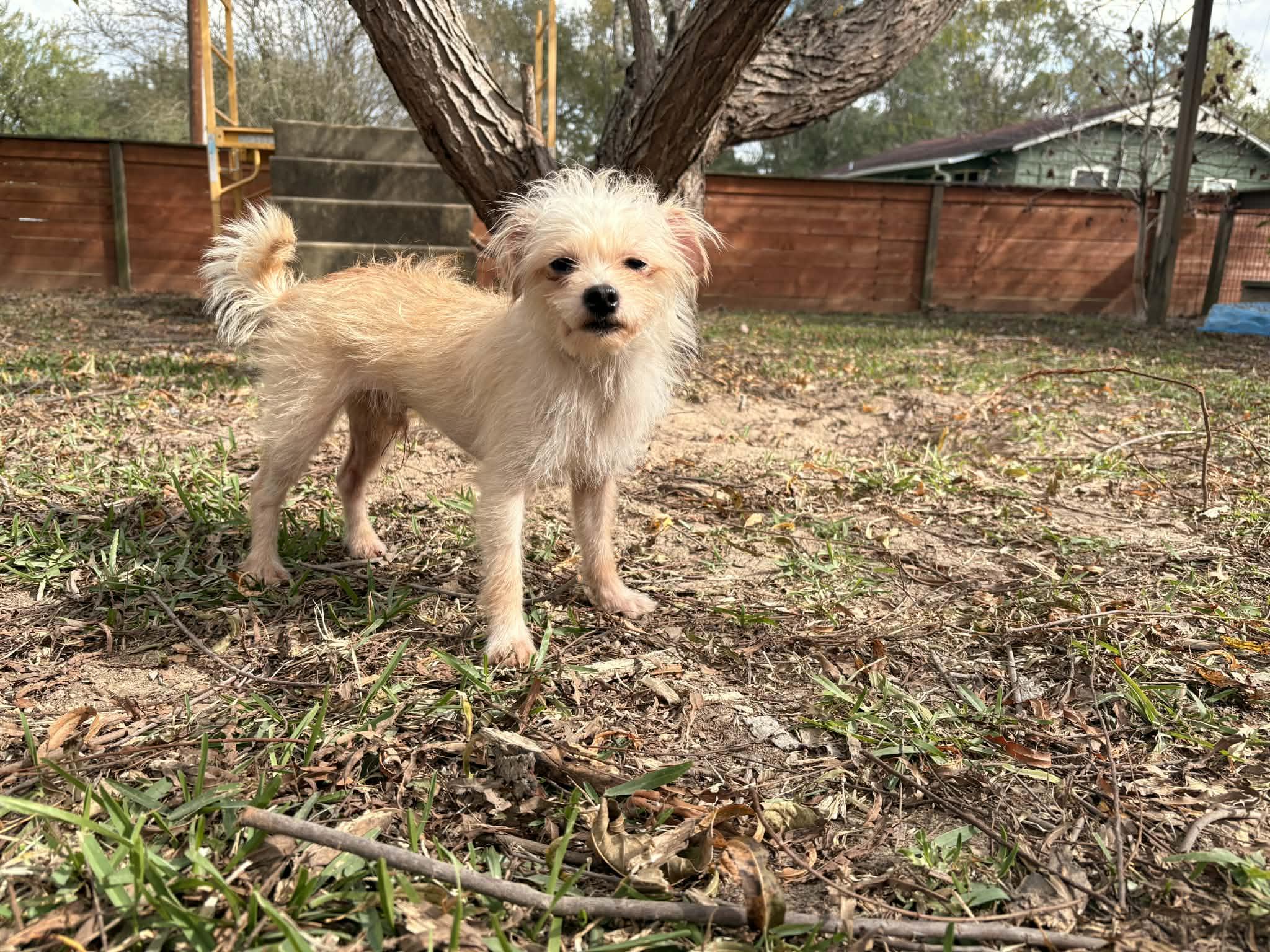 Enlarge Sweet Sam, a Adoptable mixed breed in shepherd, TX image 5/6
