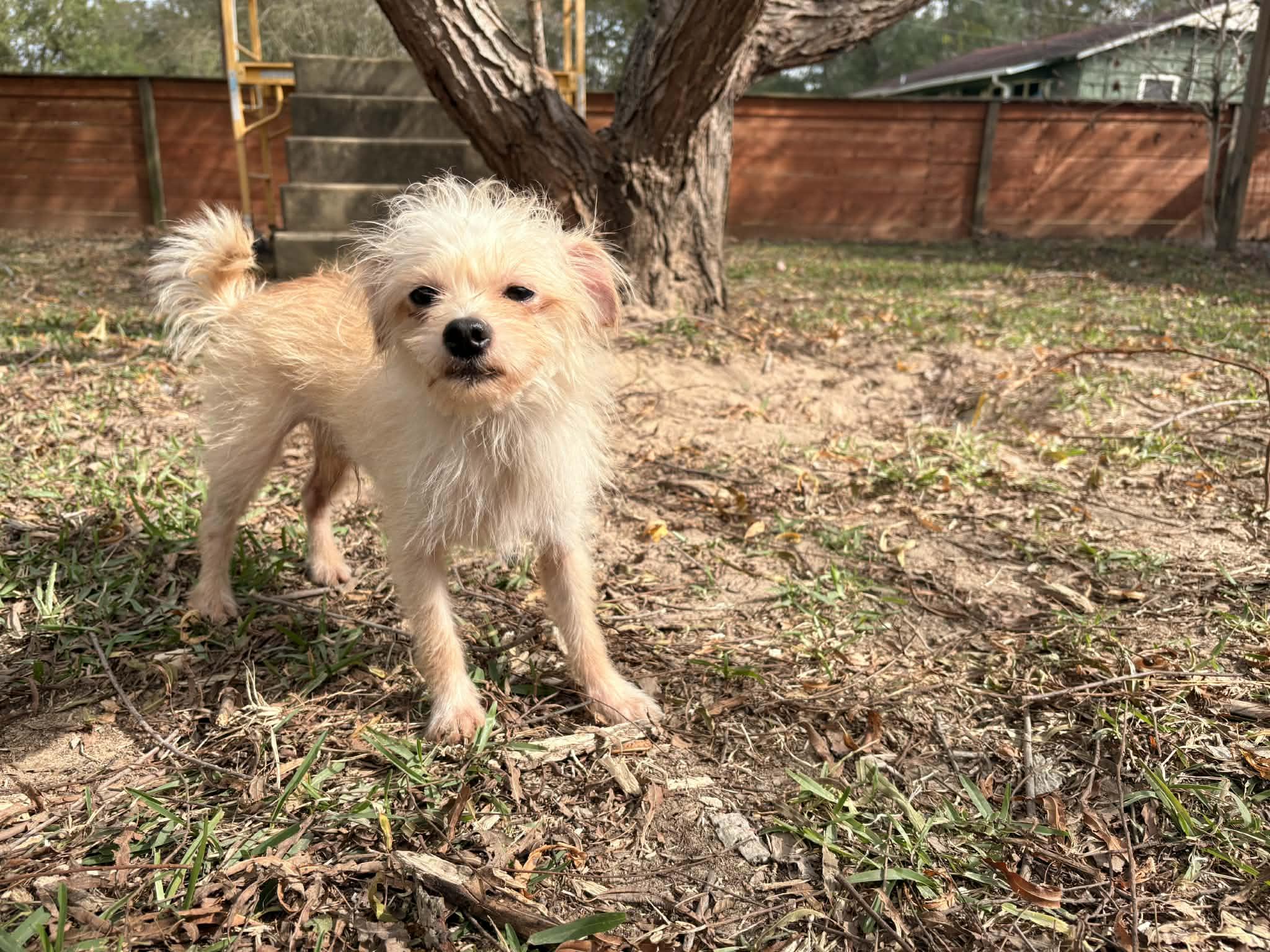 Enlarge Sweet Sam, a Adoptable mixed breed in shepherd, TX image 4/6