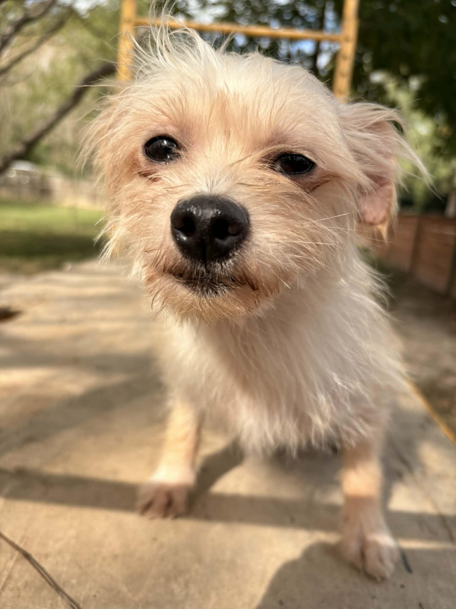 Sweet Sam, Adoptable, Puppy Male Cairn Terrier & Shih Tzu.