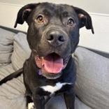 Enlarge Tubbasaurus, a Adoptable Mixed Breed in Lansing, MI image 1/1