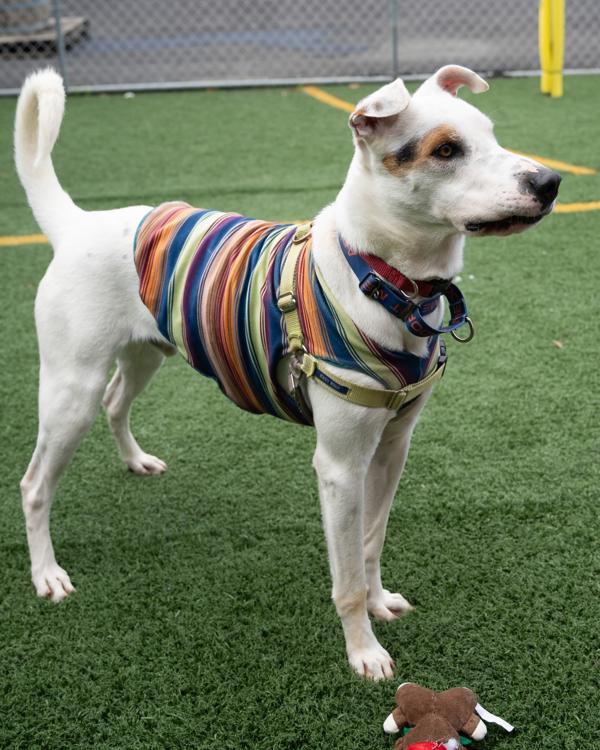 Enlarge Courage, a Adoptable mixed breed in Vallejo, CA image 1/6