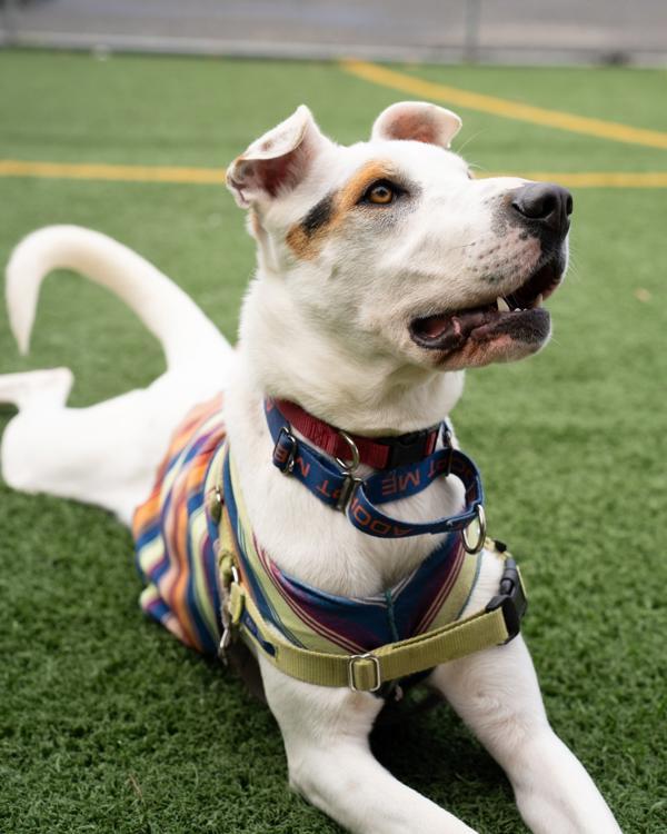 Enlarge Courage, a Adoptable mixed breed in Vallejo, CA image 2/6