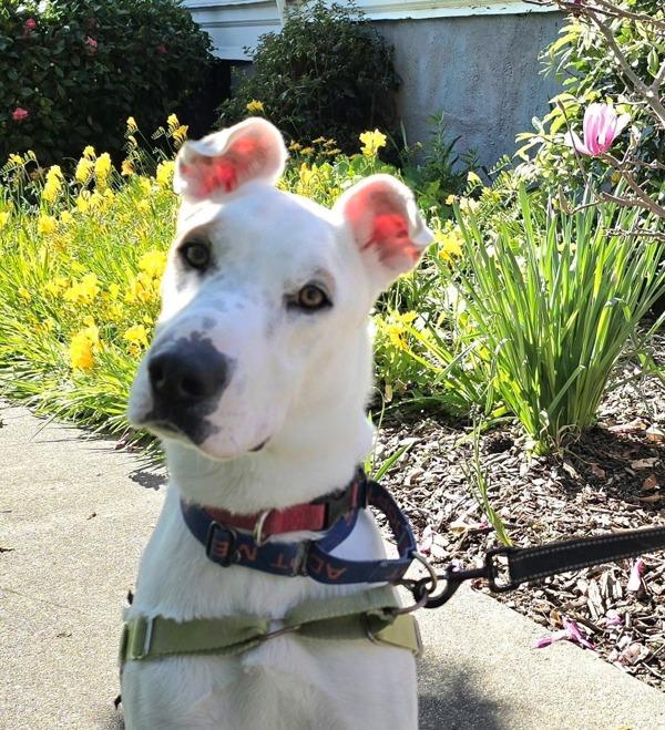 Enlarge Courage, a Adoptable mixed breed in Vallejo, CA image 3/6