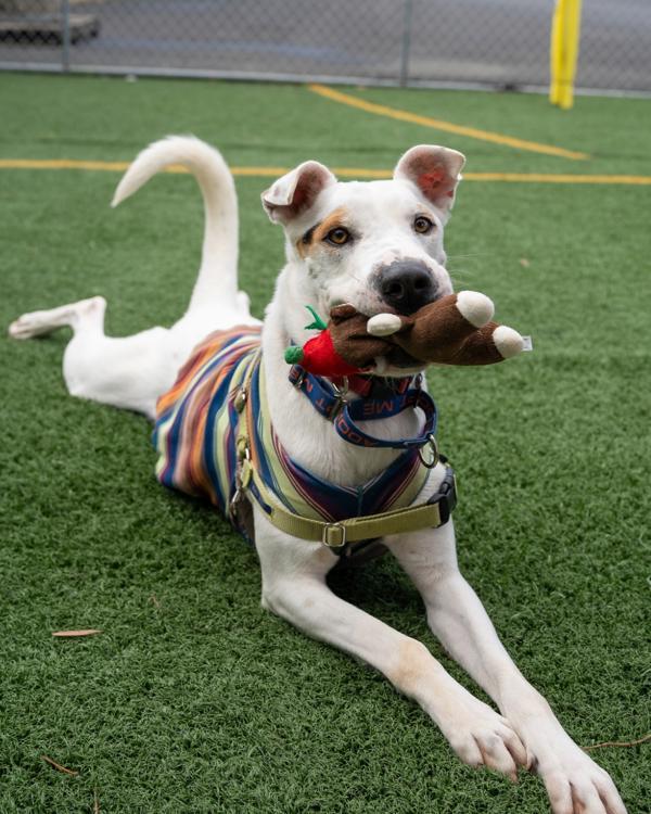 Enlarge Courage, a Adoptable mixed breed in Vallejo, CA image 4/6