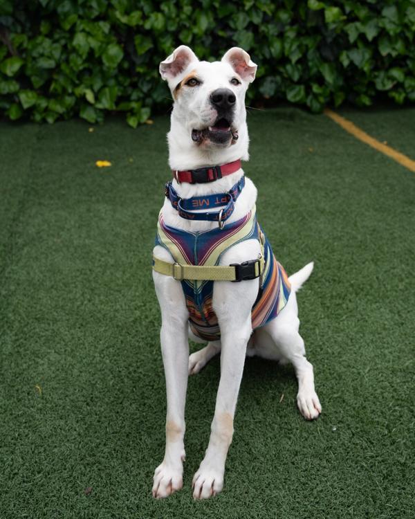 Enlarge Courage, a Adoptable mixed breed in Vallejo, CA image 5/6
