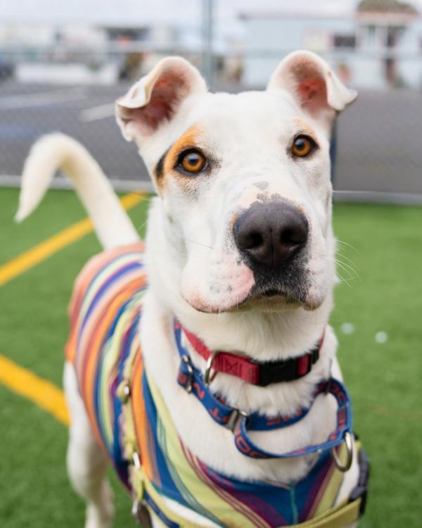 Enlarge Courage, a Adoptable mixed breed in Vallejo, CA image 6/6
