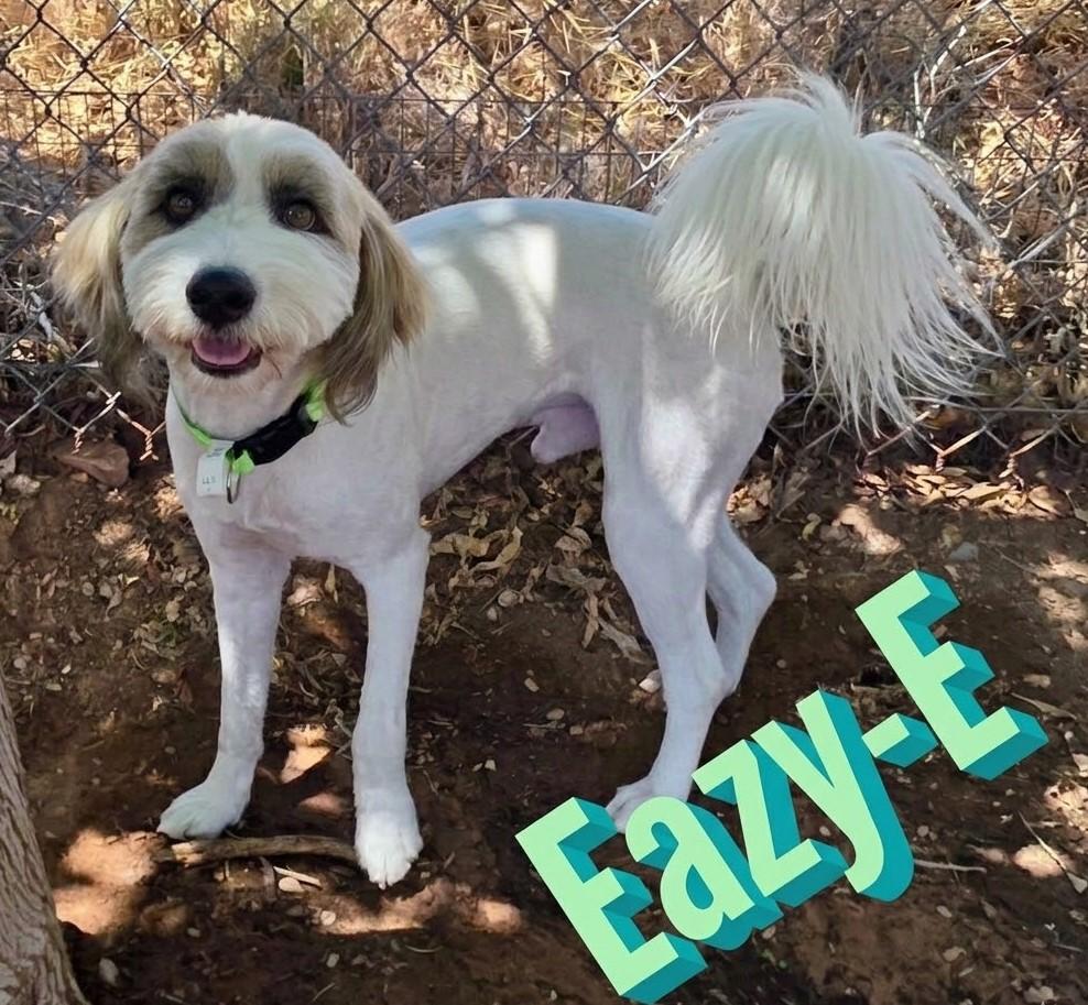 Enlarge Eazy- E, a ADOPTABLE mixed breed in Saint George, UT image 1/1