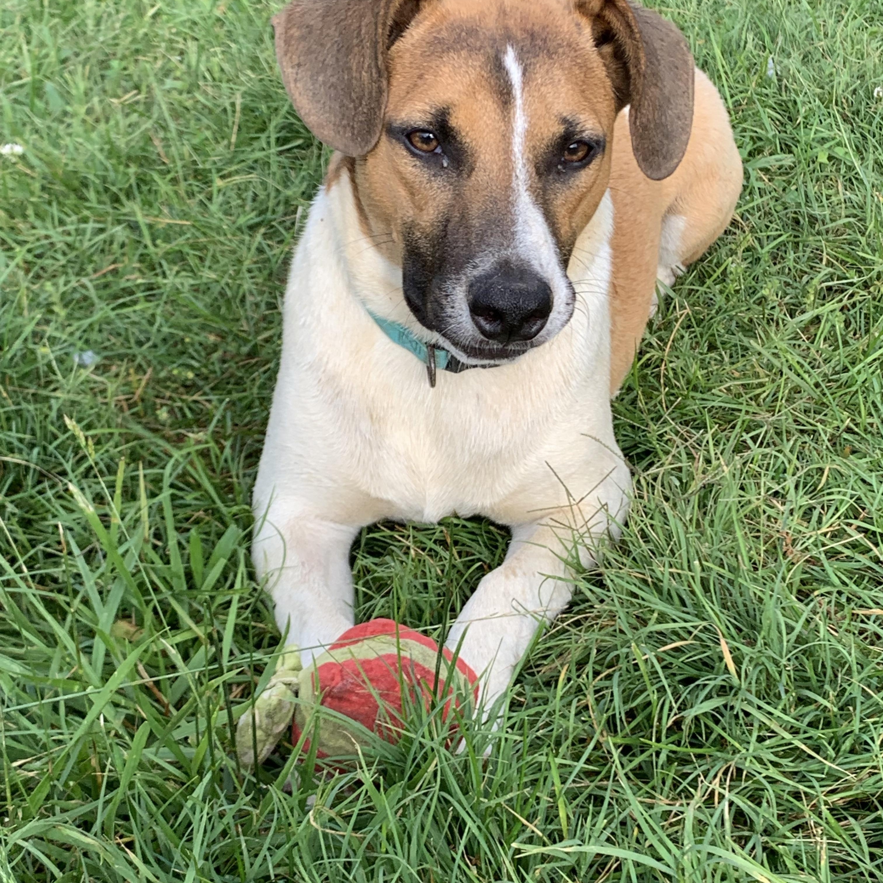 Enlarge Oliver, a Adoptable mixed breed in grant, AL image 1/6