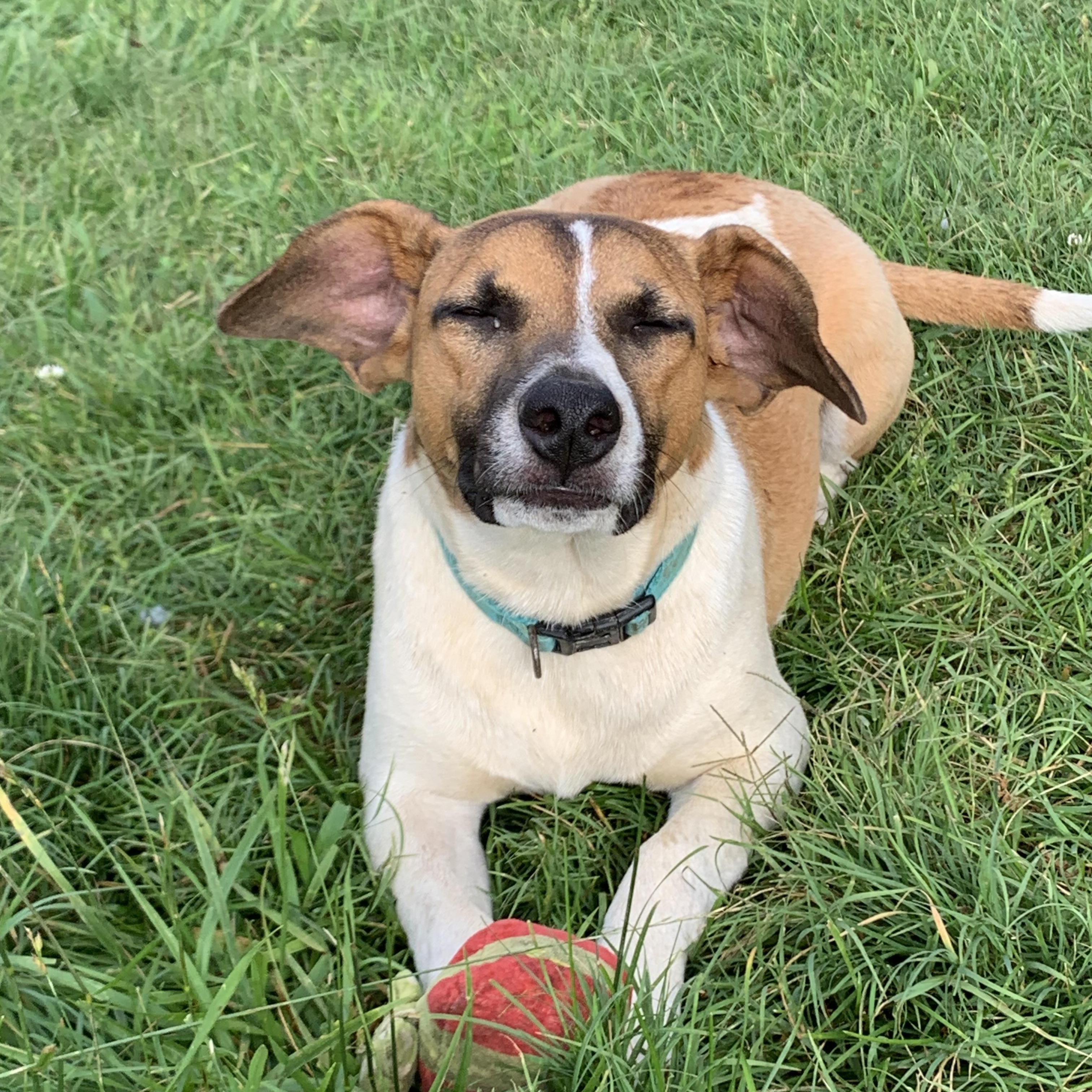 Enlarge Oliver, a Adoptable mixed breed in grant, AL image 2/6