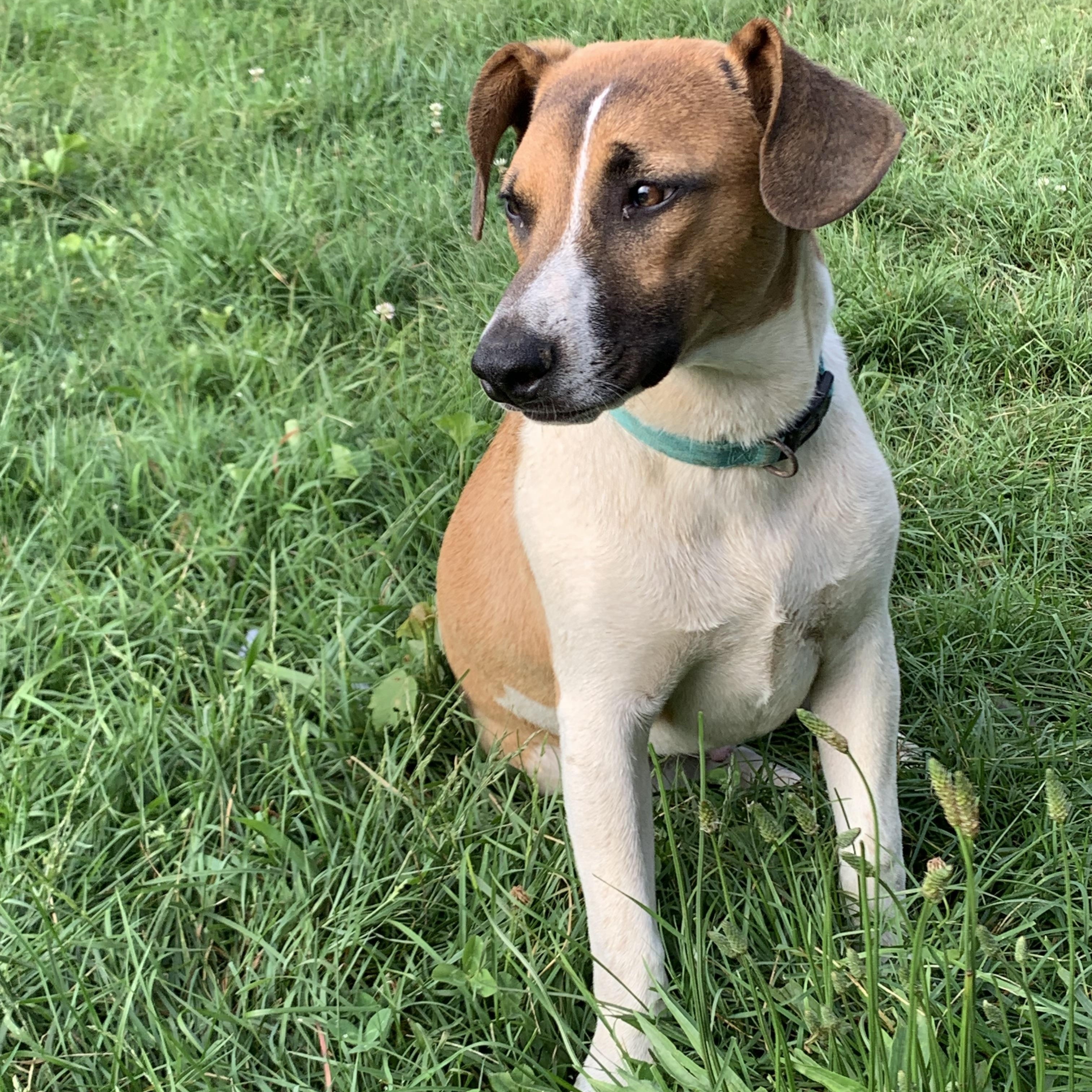 Enlarge Oliver, a Adoptable mixed breed in grant, AL image 3/6