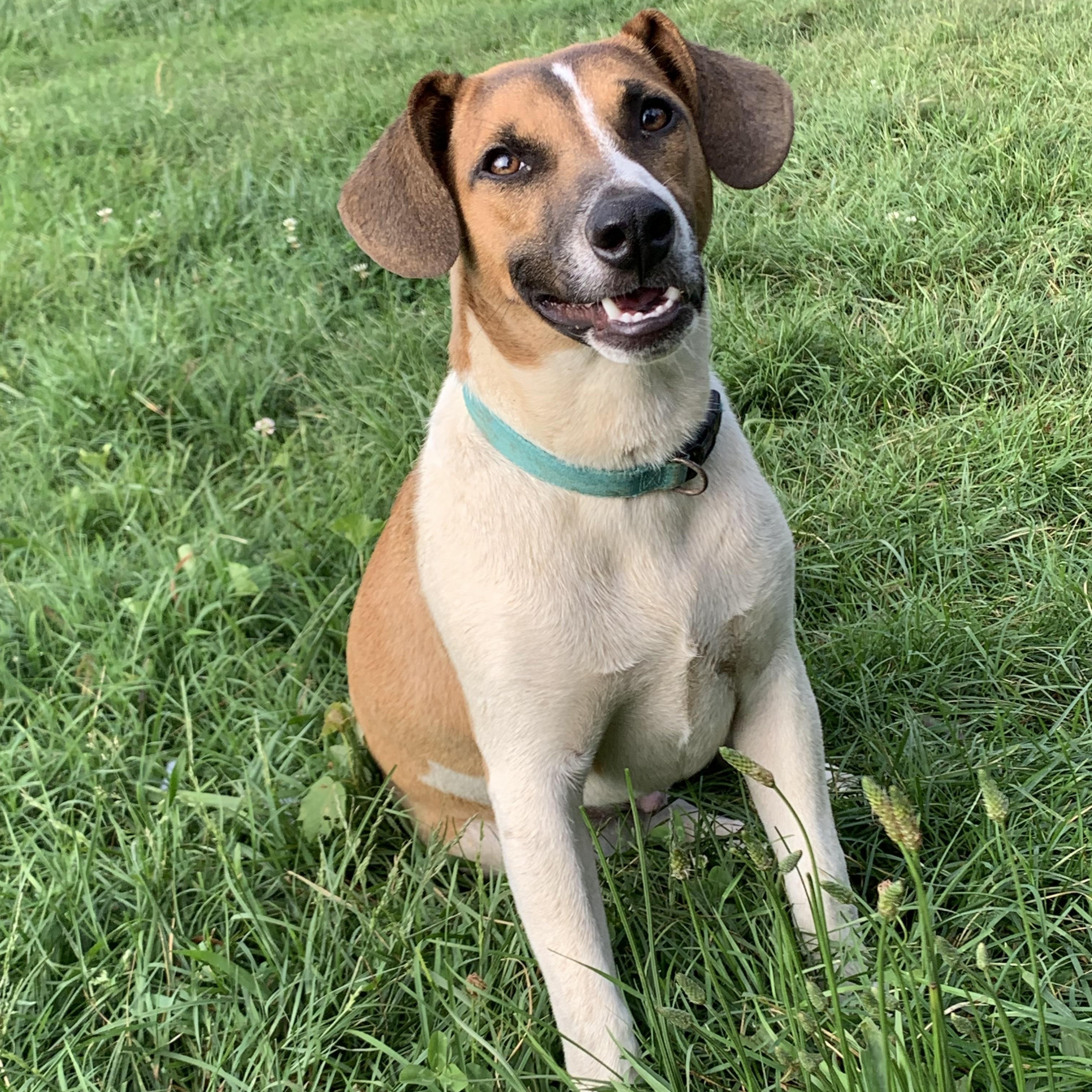 Enlarge Oliver, a Adoptable mixed breed in grant, AL image 4/6