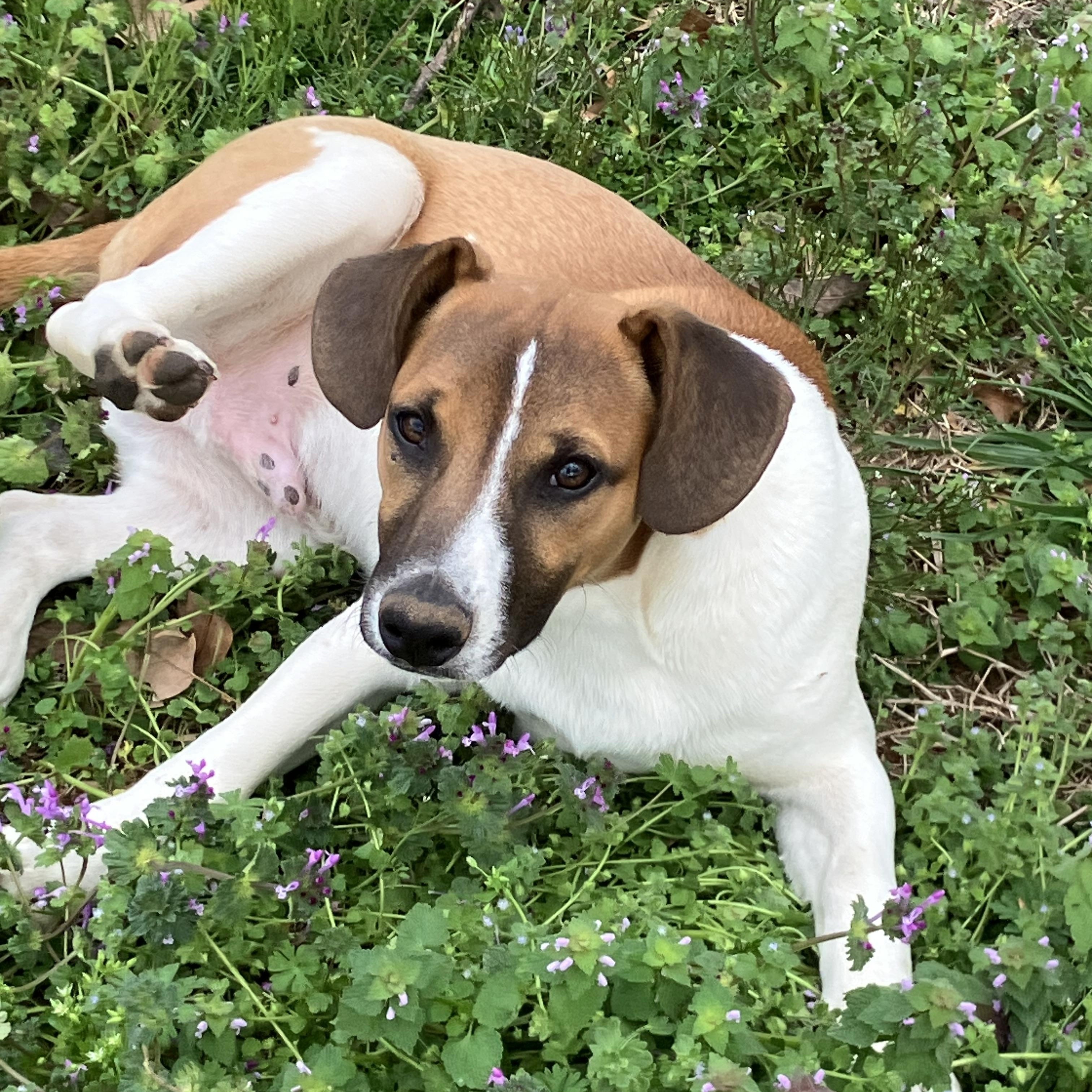 Enlarge Oliver, a Adoptable mixed breed in grant, AL image 5/6