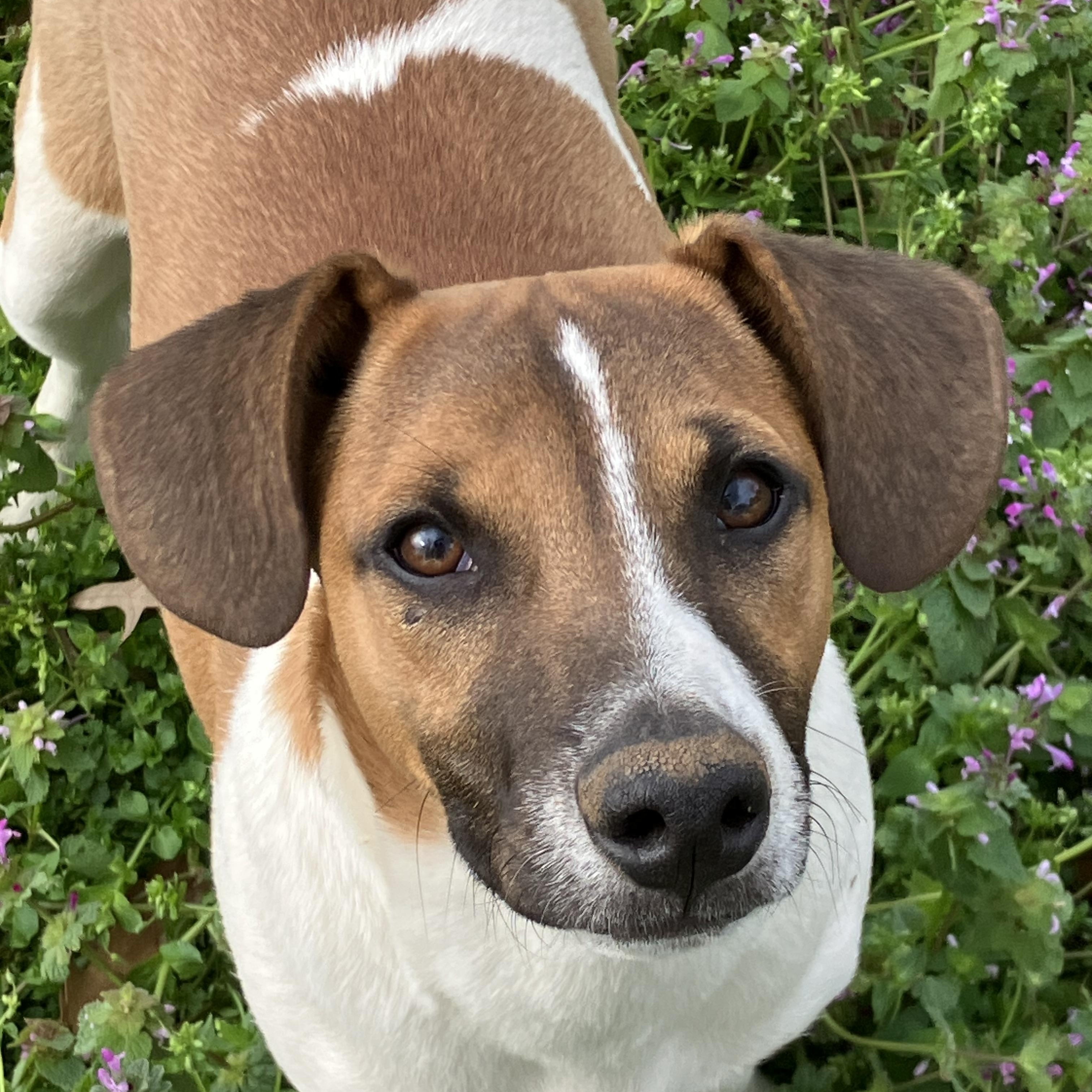 Enlarge Oliver, a Adoptable mixed breed in grant, AL image 6/6