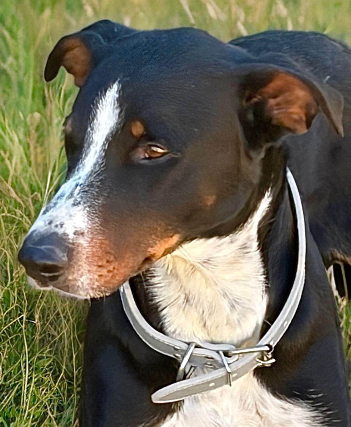 Enlarge Baby Boy, a Adoptable Hound in Kingman, AZ image 1/3