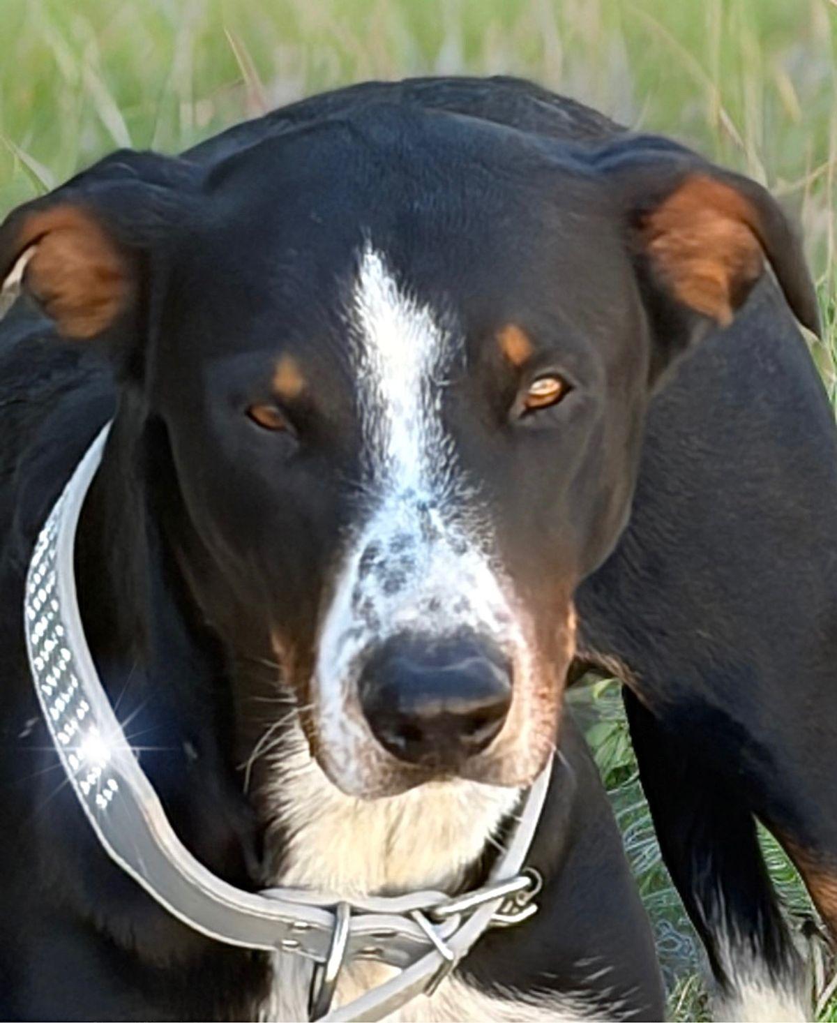 Enlarge Baby Boy, a Adoptable Hound in Kingman, AZ image 2/3