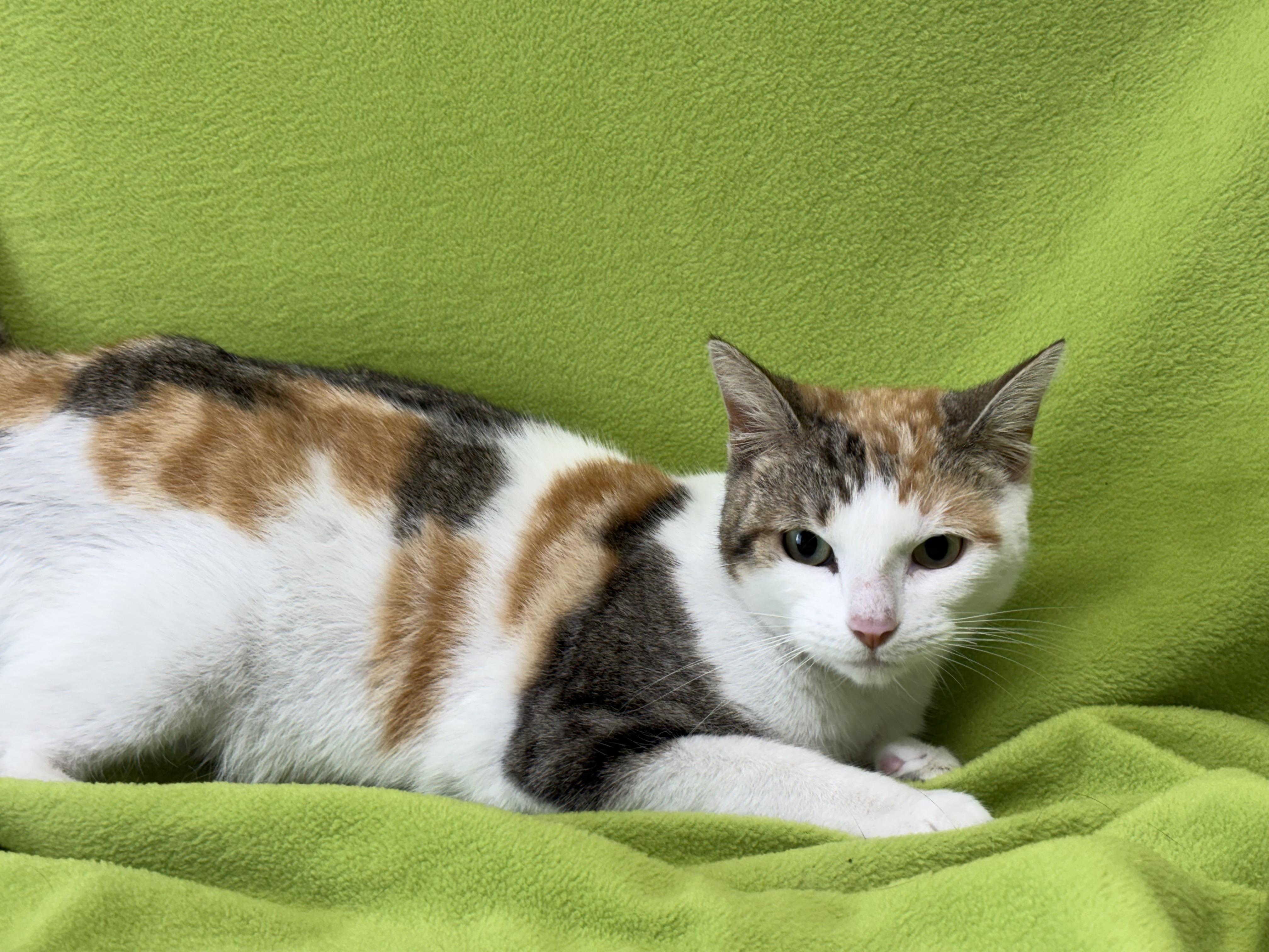 Enlarge Reba, an adoptable Domestic Short Hair in Valdosta, GA image 2/4