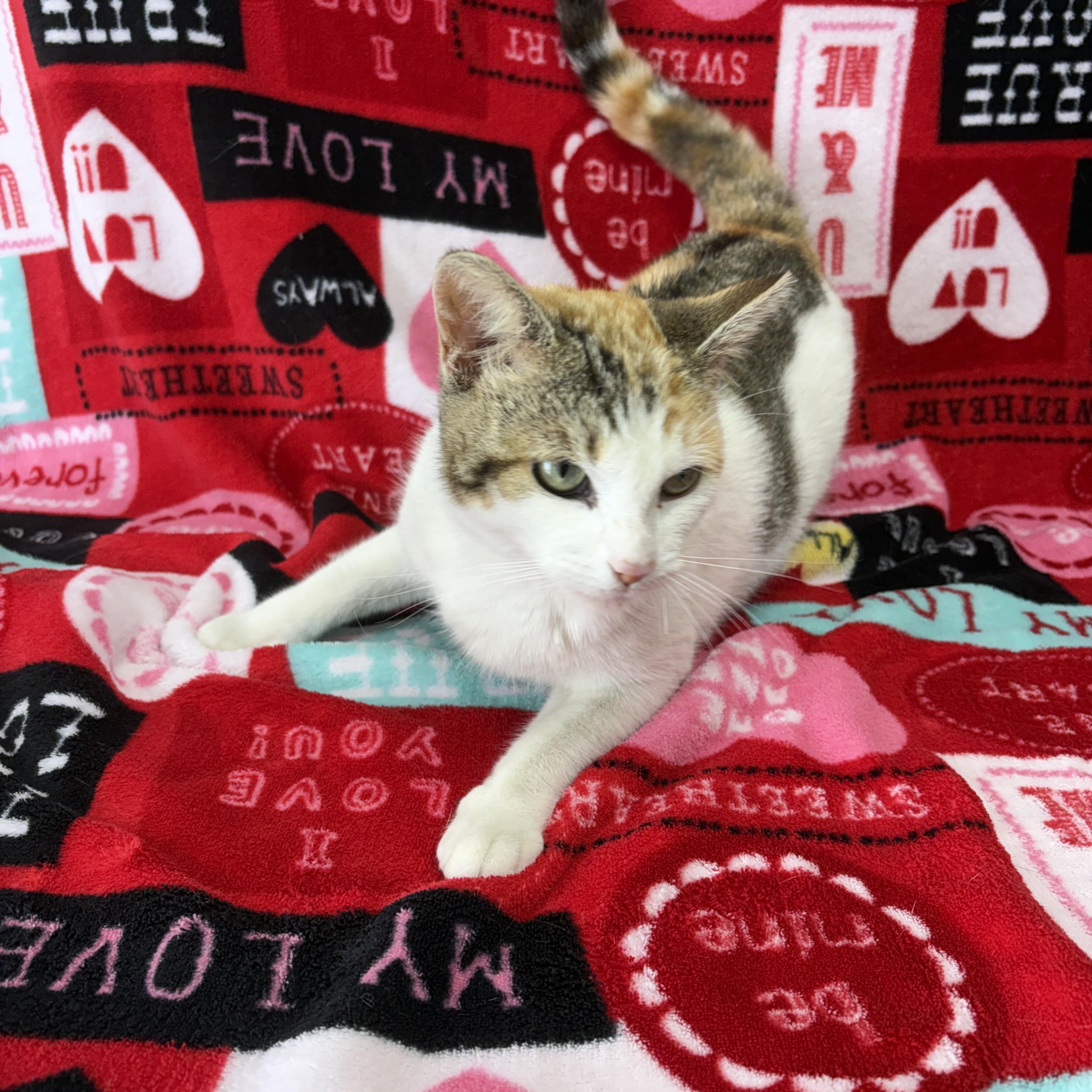 Reba, adoptable, Young Female Domestic Short Hair.