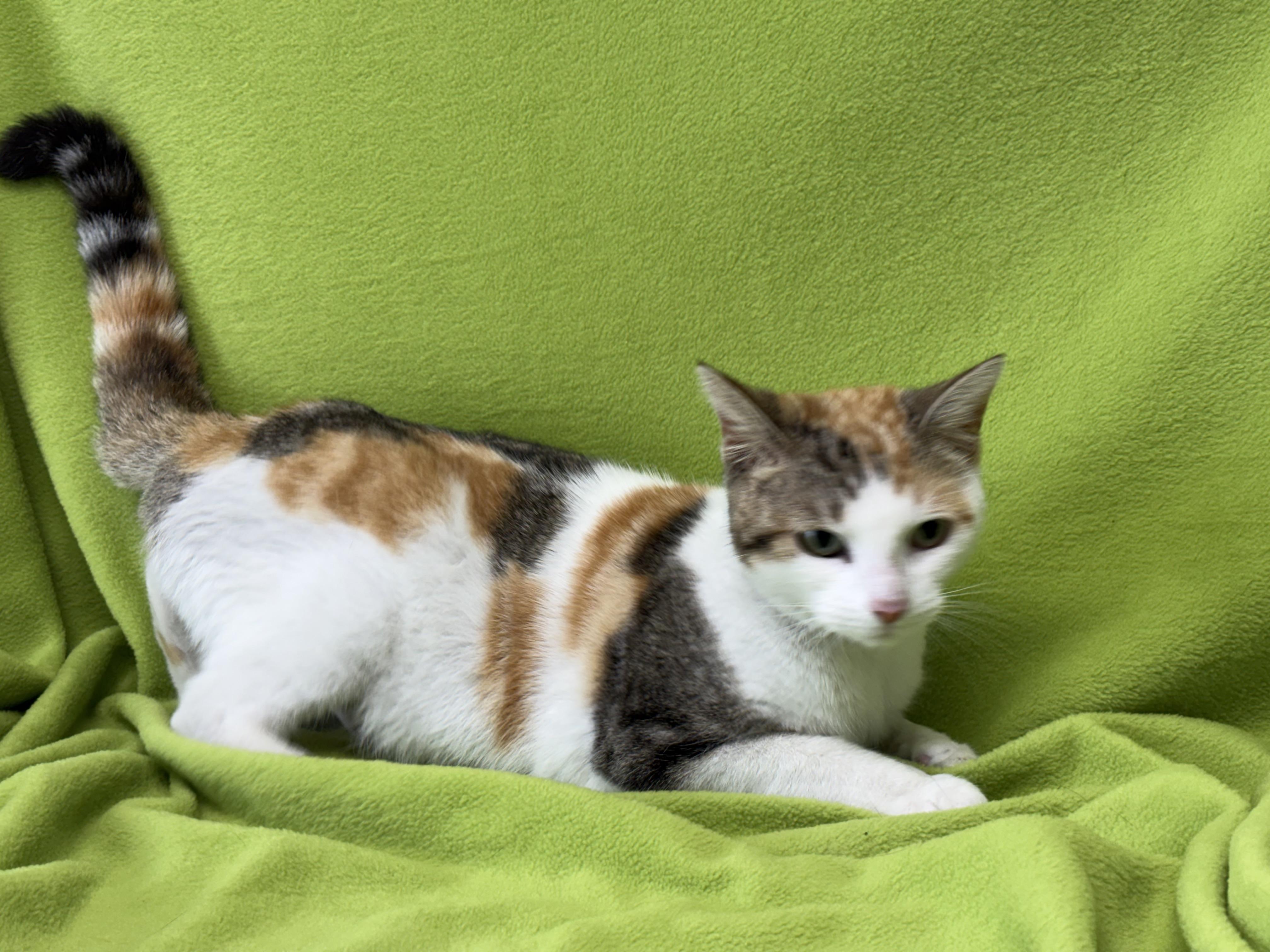 Enlarge Reba, an adoptable Domestic Short Hair in Valdosta, GA image 3/4