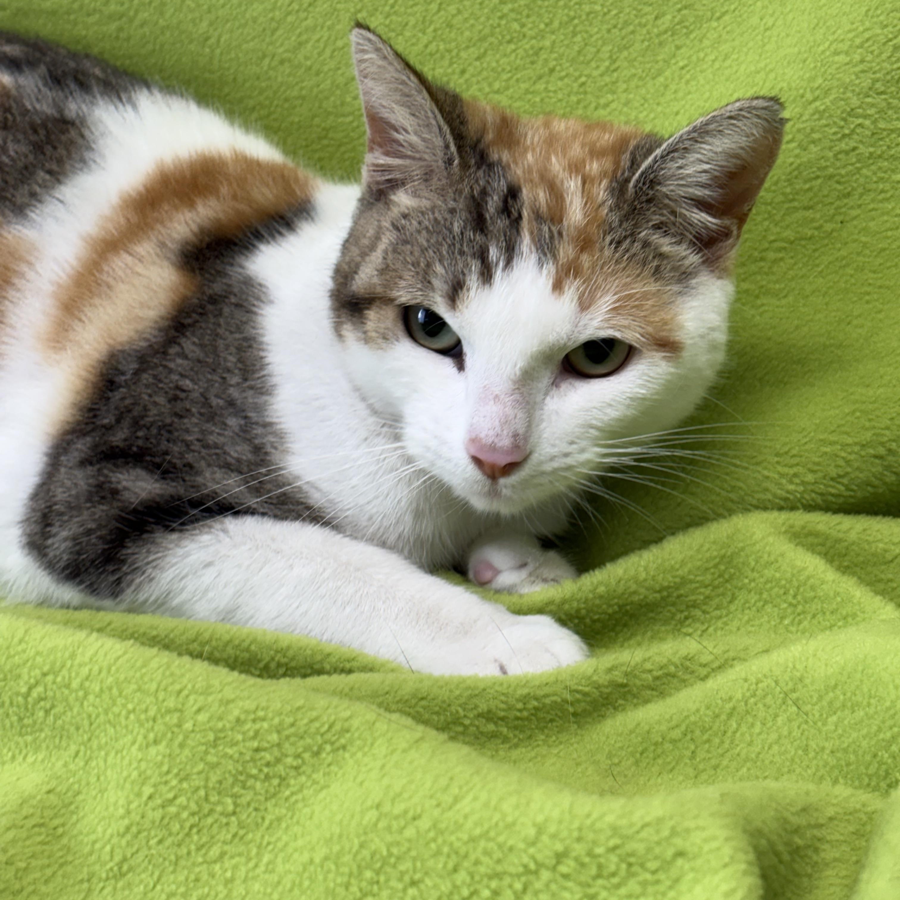 Enlarge Reba, an adoptable Domestic Short Hair in Valdosta, GA image 1/3