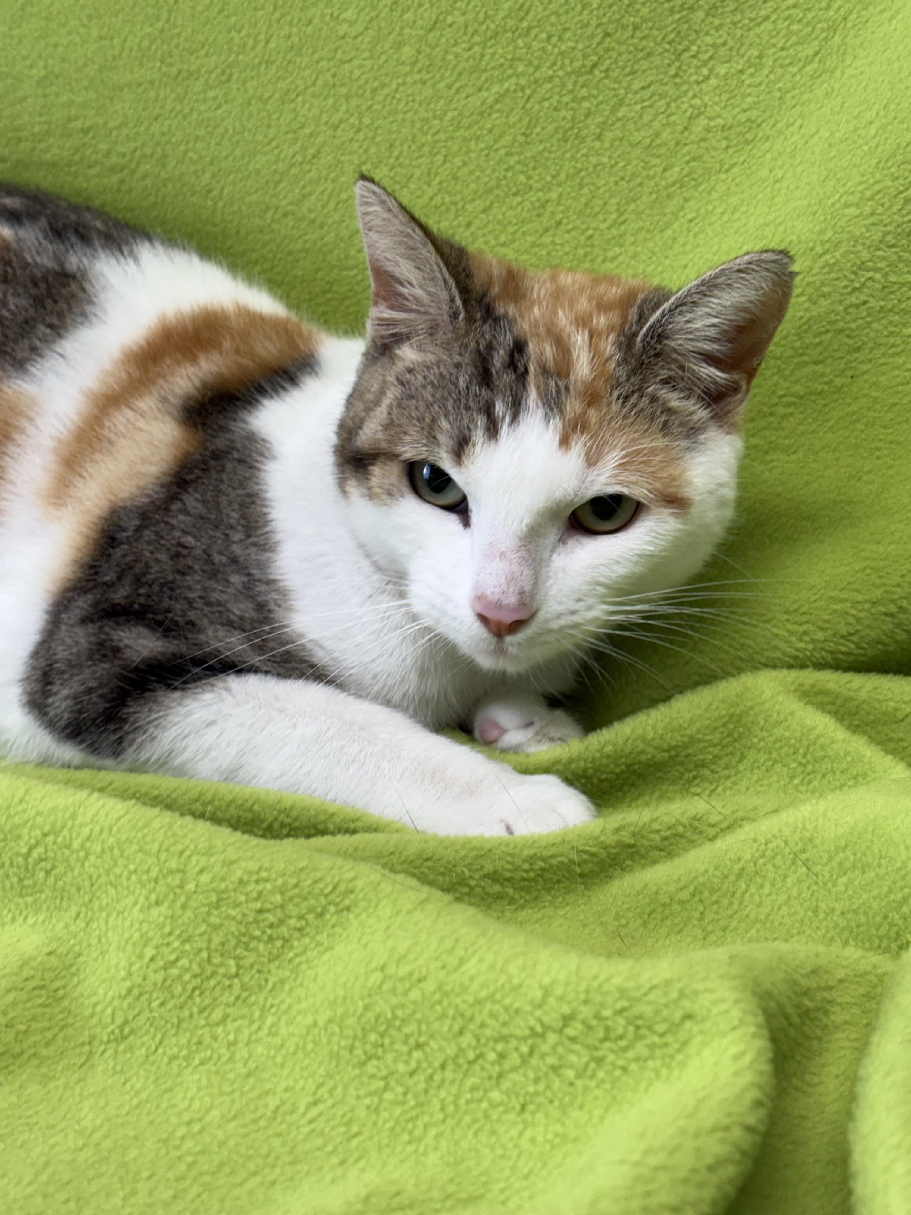 Enlarge Reba, an adoptable Domestic Short Hair in Valdosta, GA image 4/4